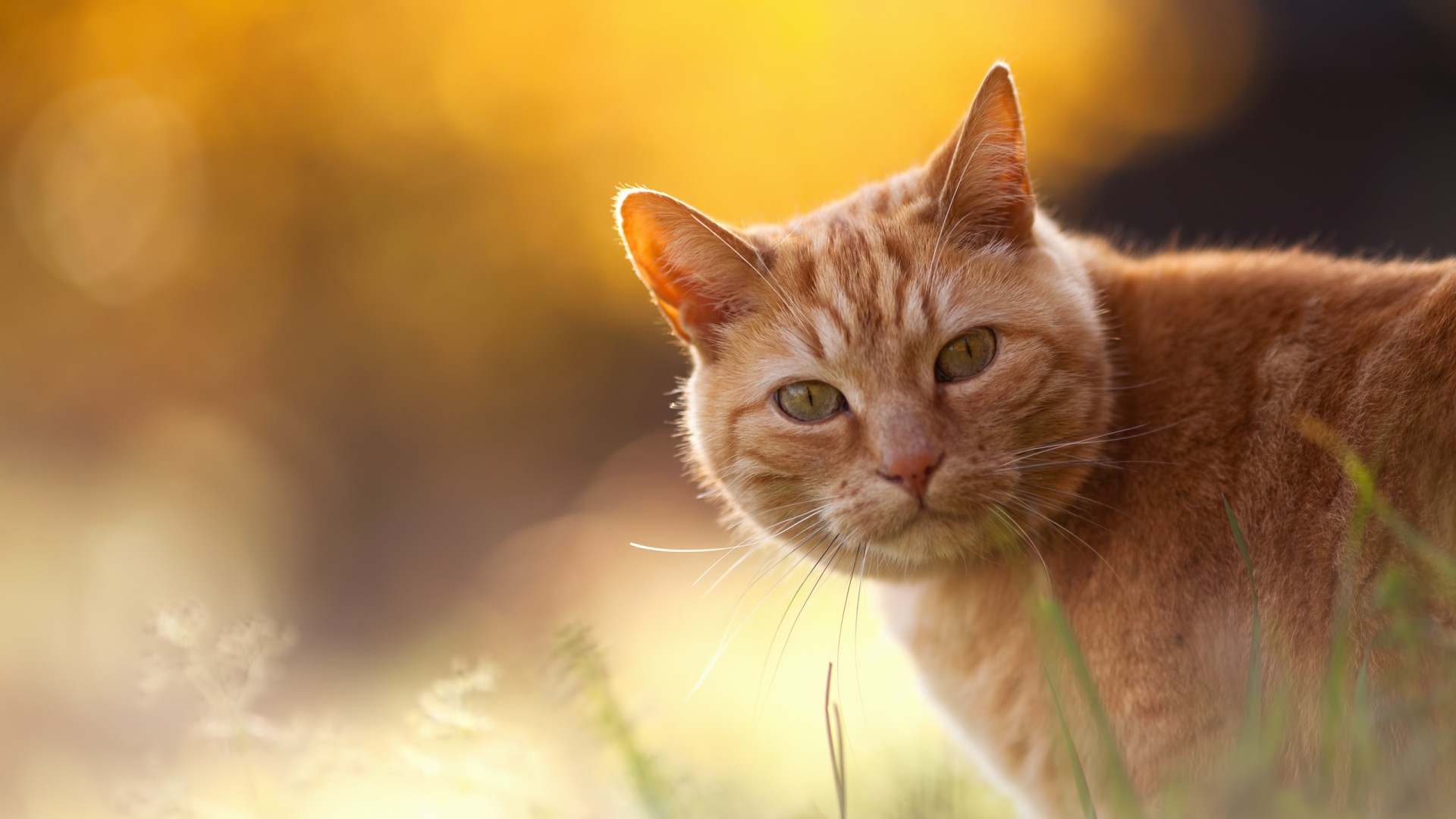 Free download wallpaper Cat, Animal on your PC desktop