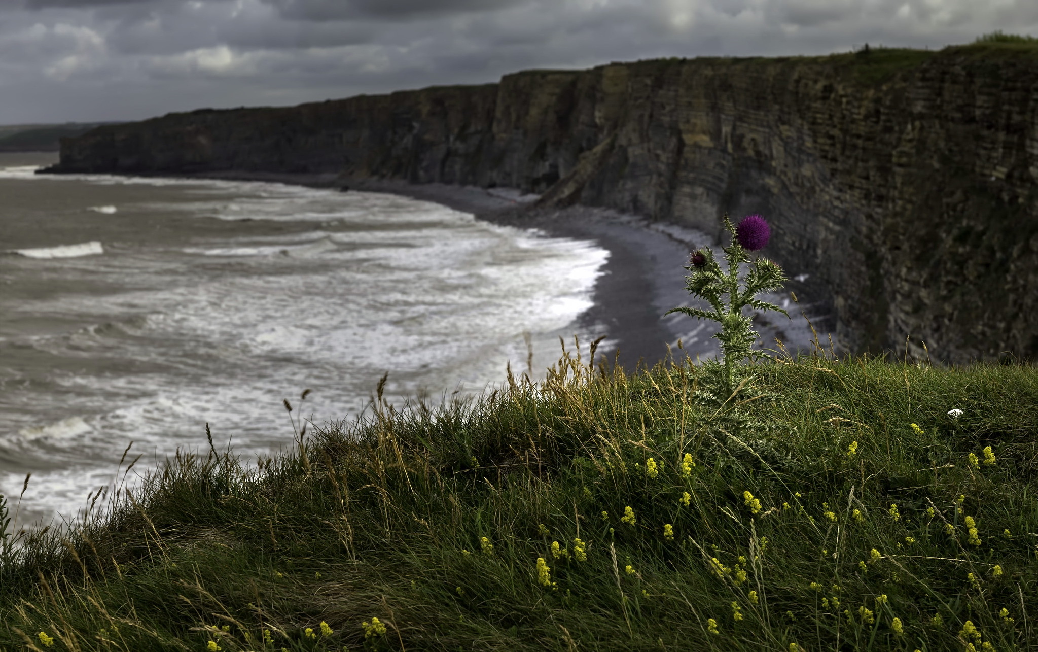 Free download wallpaper Nature, Flower, Earth, Cliff, Coastline on your PC desktop