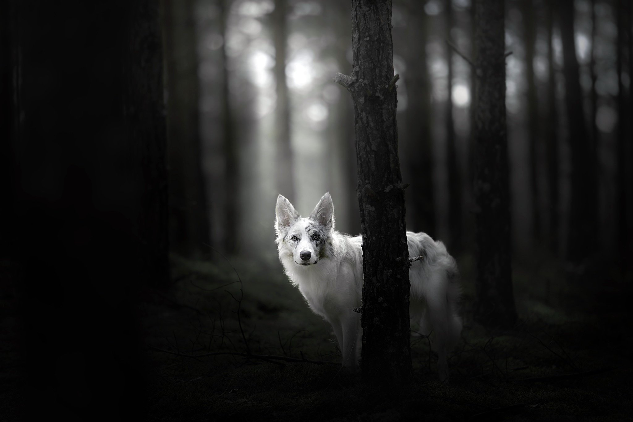 Download mobile wallpaper Dogs, Dark, Forest, Dog, Animal, Australian Shepherd, Stare, Depth Of Field for free.
