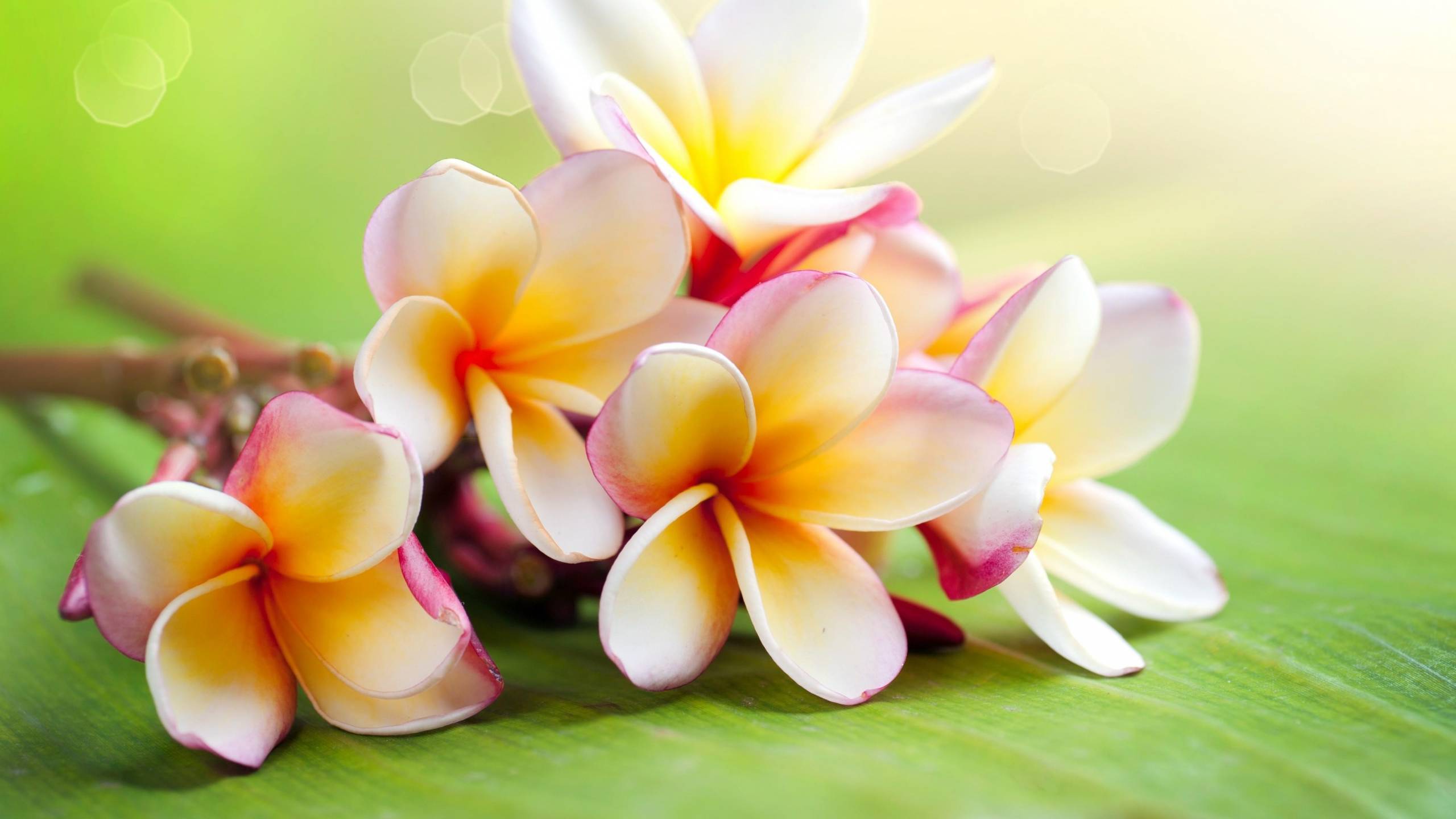 Descarga gratis la imagen Flores, Frangipani, Tierra/naturaleza en el escritorio de tu PC