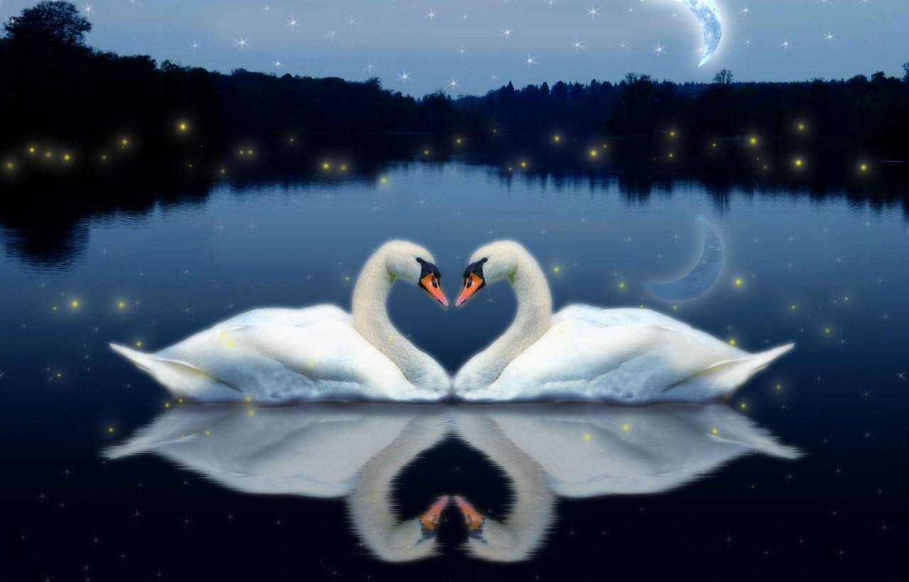 Free download wallpaper Animal, Swan, Artistic on your PC desktop
