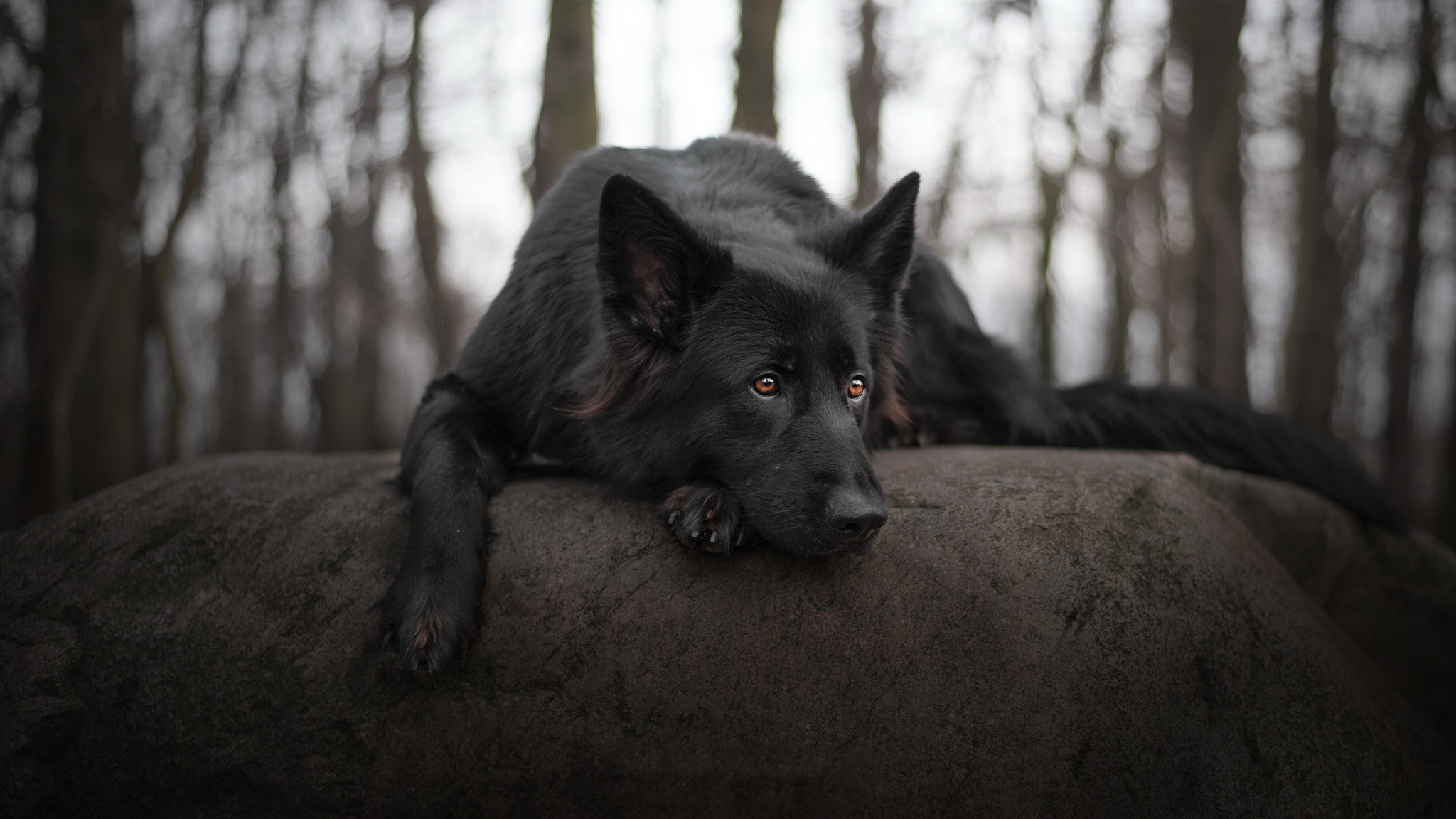 Téléchargez des papiers peints mobile Animaux, Chiens, Chien, Berger Allemand gratuitement.