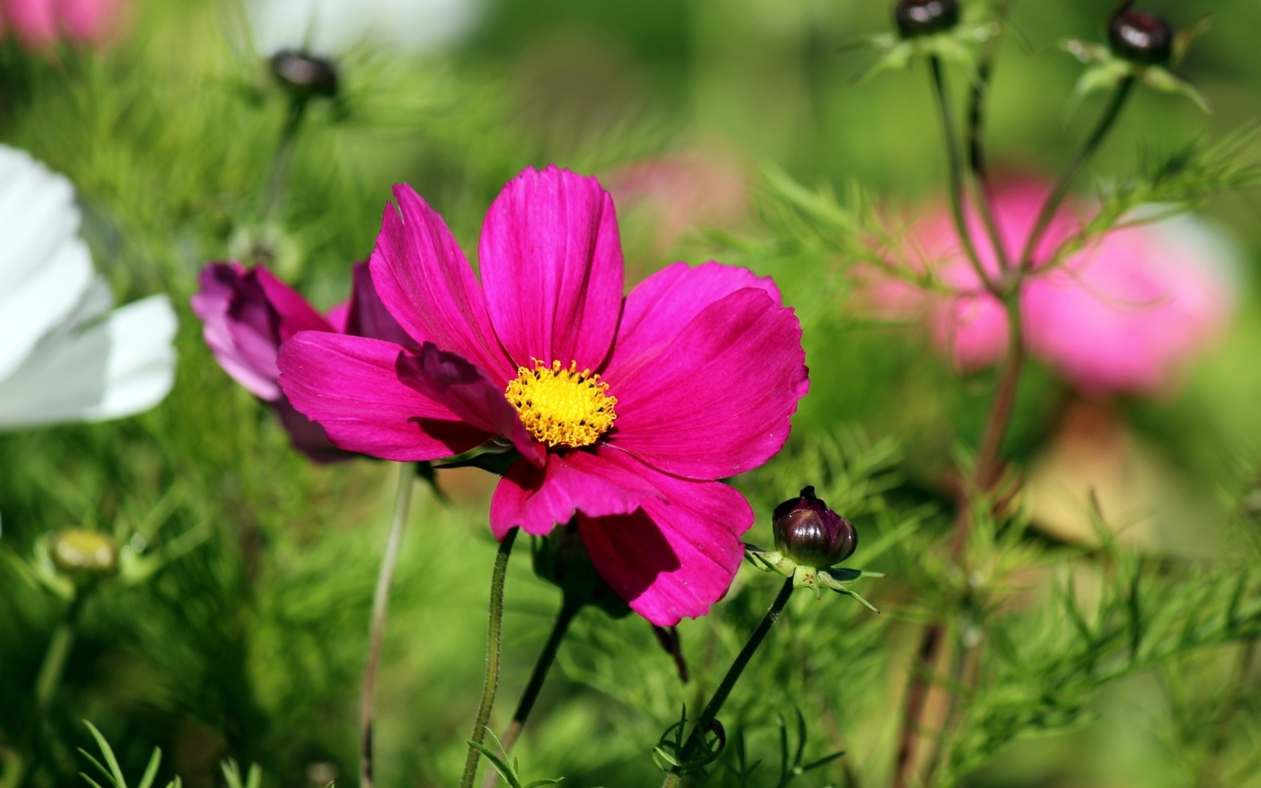 Téléchargez gratuitement l'image Fleurs, Fleur, Terre/nature sur le bureau de votre PC