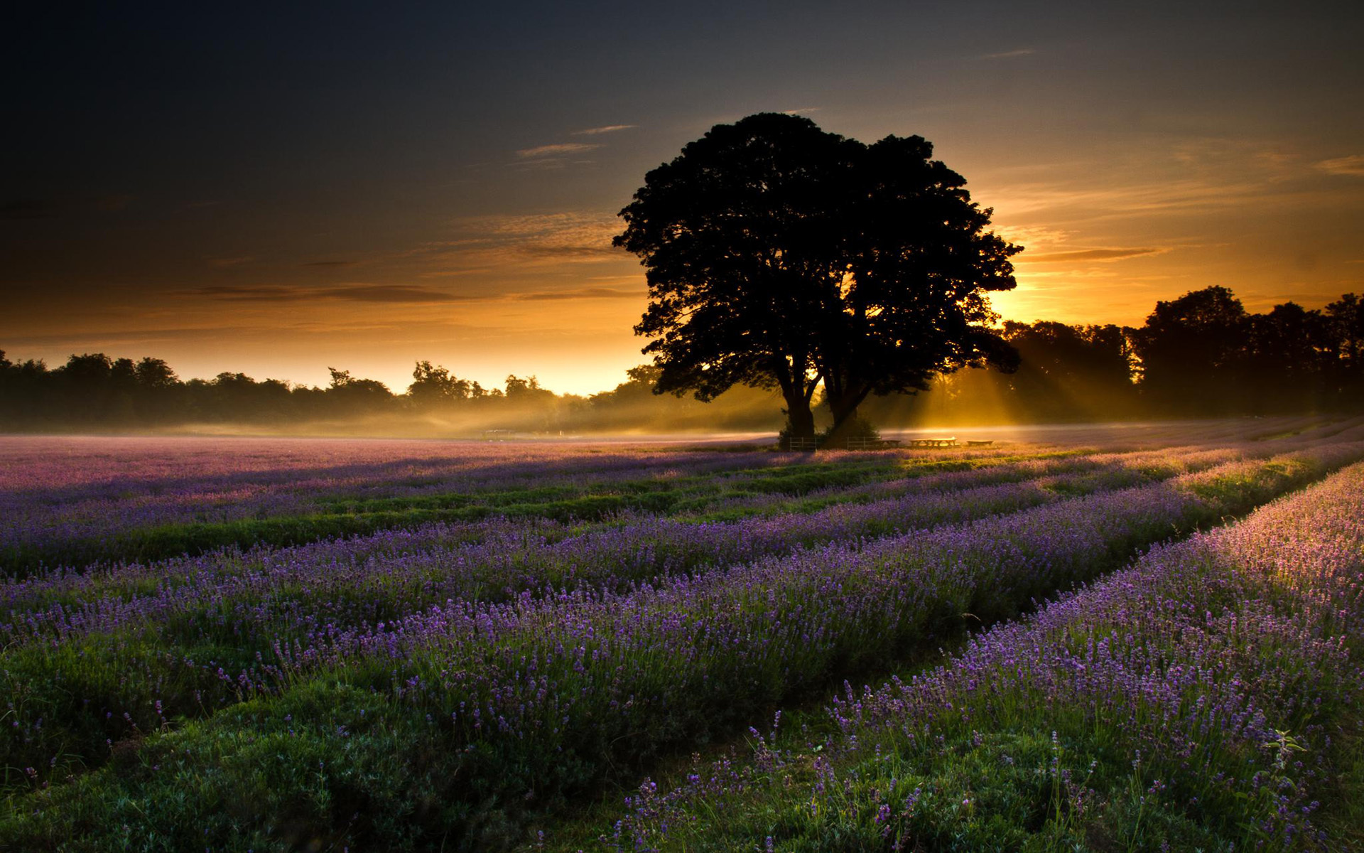 Handy-Wallpaper Feld, Erde/natur kostenlos herunterladen.