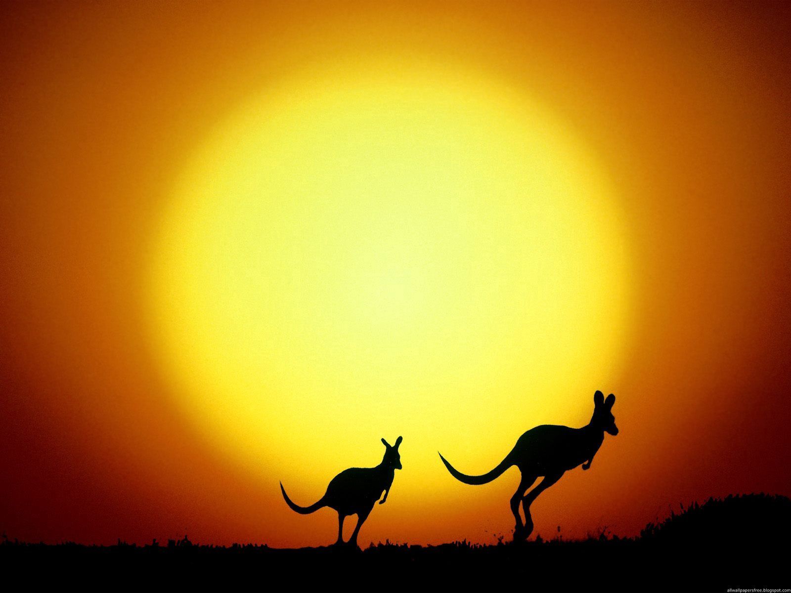 70252 скачать обои австралия, кенгуру, природа, закат, силуэты, вечер - заставки и картинки бесплатно