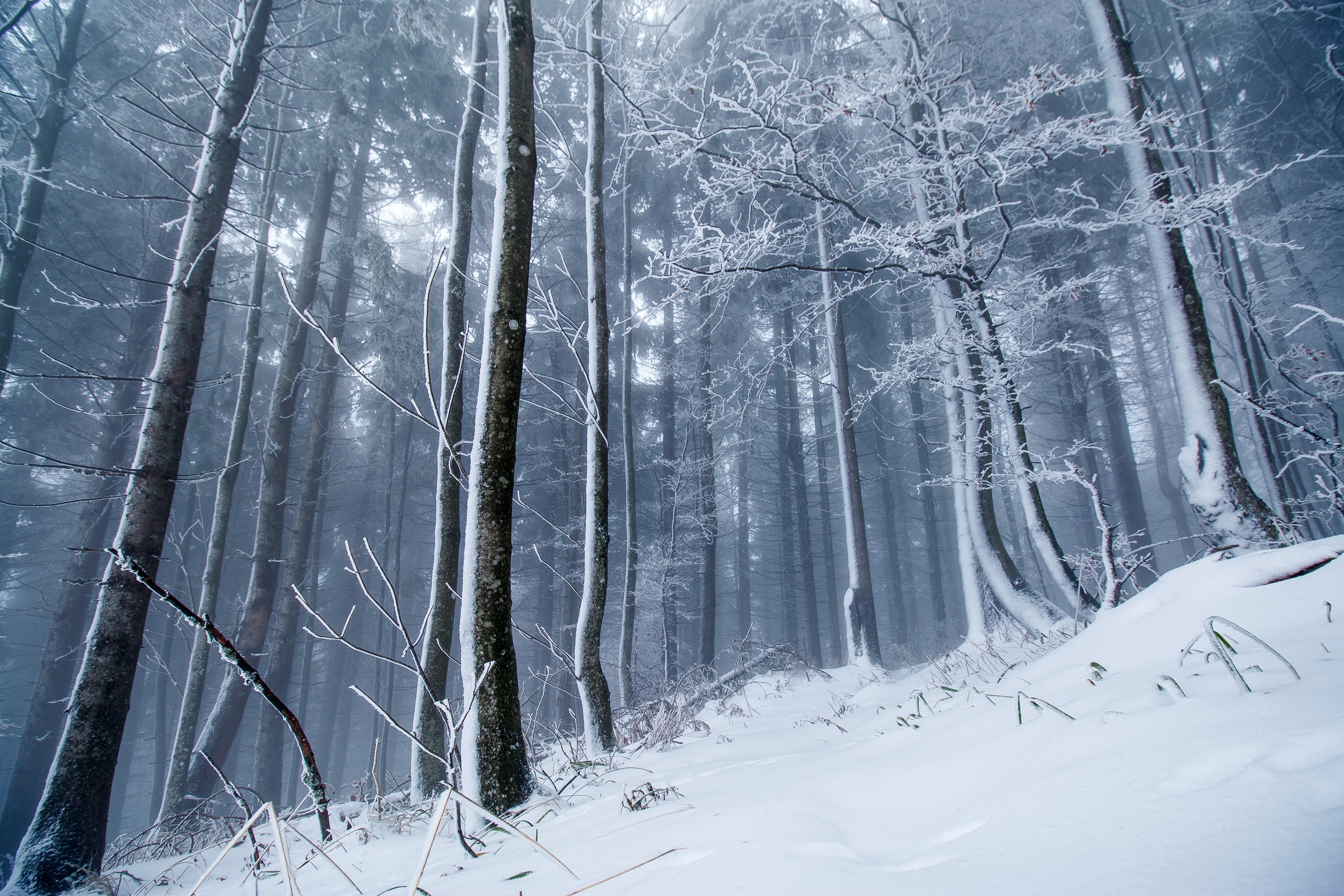 Скачать обои бесплатно Зима, Природа, Снег, Лес, Дерево, Туман, Земля/природа картинка на рабочий стол ПК
