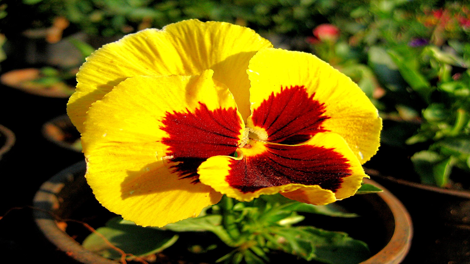 Download mobile wallpaper Pansy, Flowers, Earth for free.