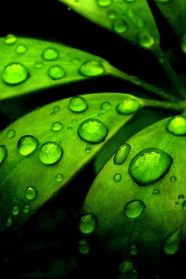 Download mobile wallpaper Nature, Leaf, Earth, Water Drop for free.