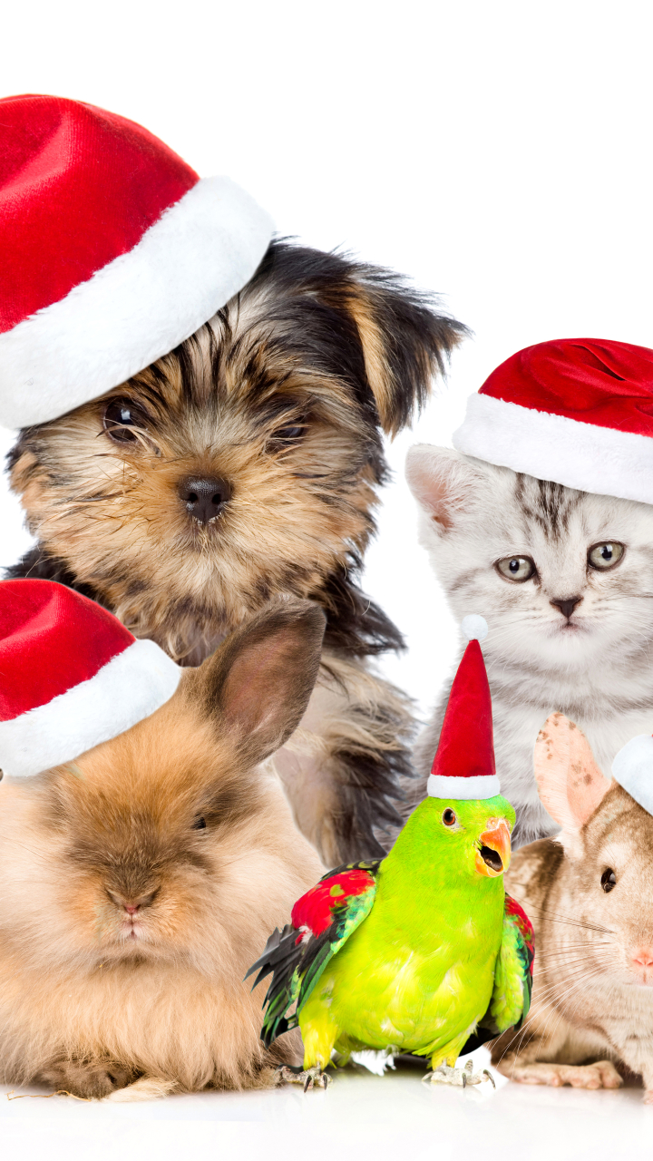 Download mobile wallpaper Bird, Kitten, Christmas, Animal, Puppy, Guinea Pig, Hamster, Pets, Parrot, Santa Hat for free.