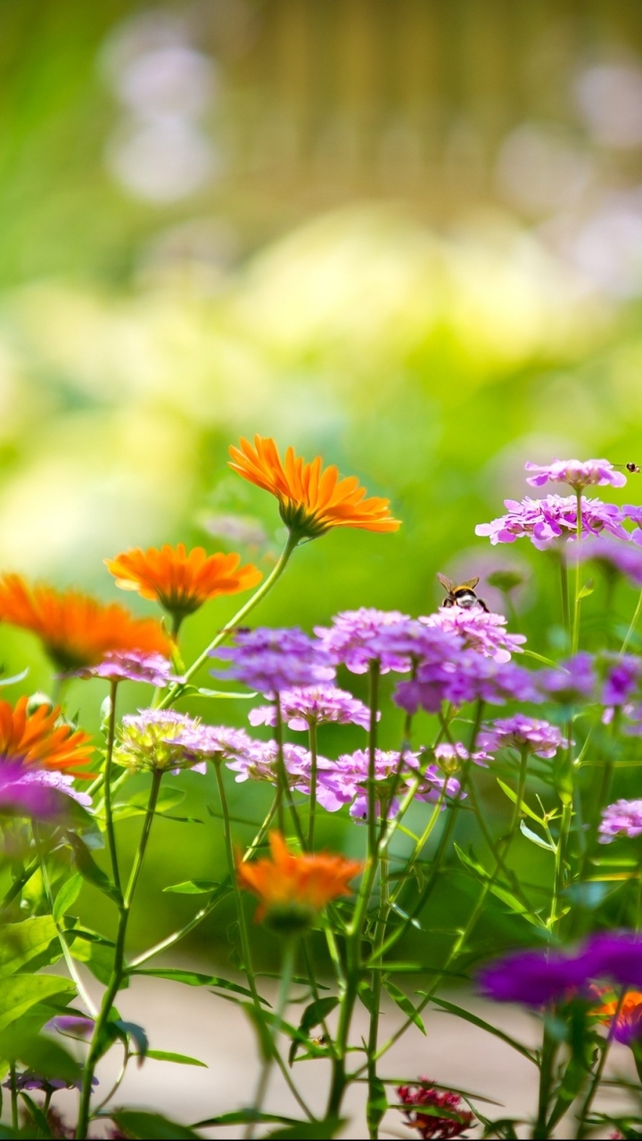 Descarga gratuita de fondo de pantalla para móvil de Naturaleza, Flores, Flor, Vistoso, Tierra/naturaleza.