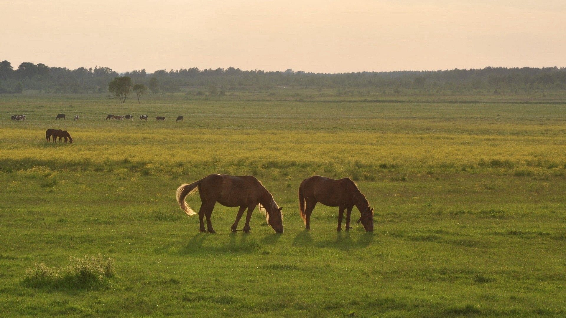 Free download wallpaper Grass, Sky, Animals, Horses on your PC desktop