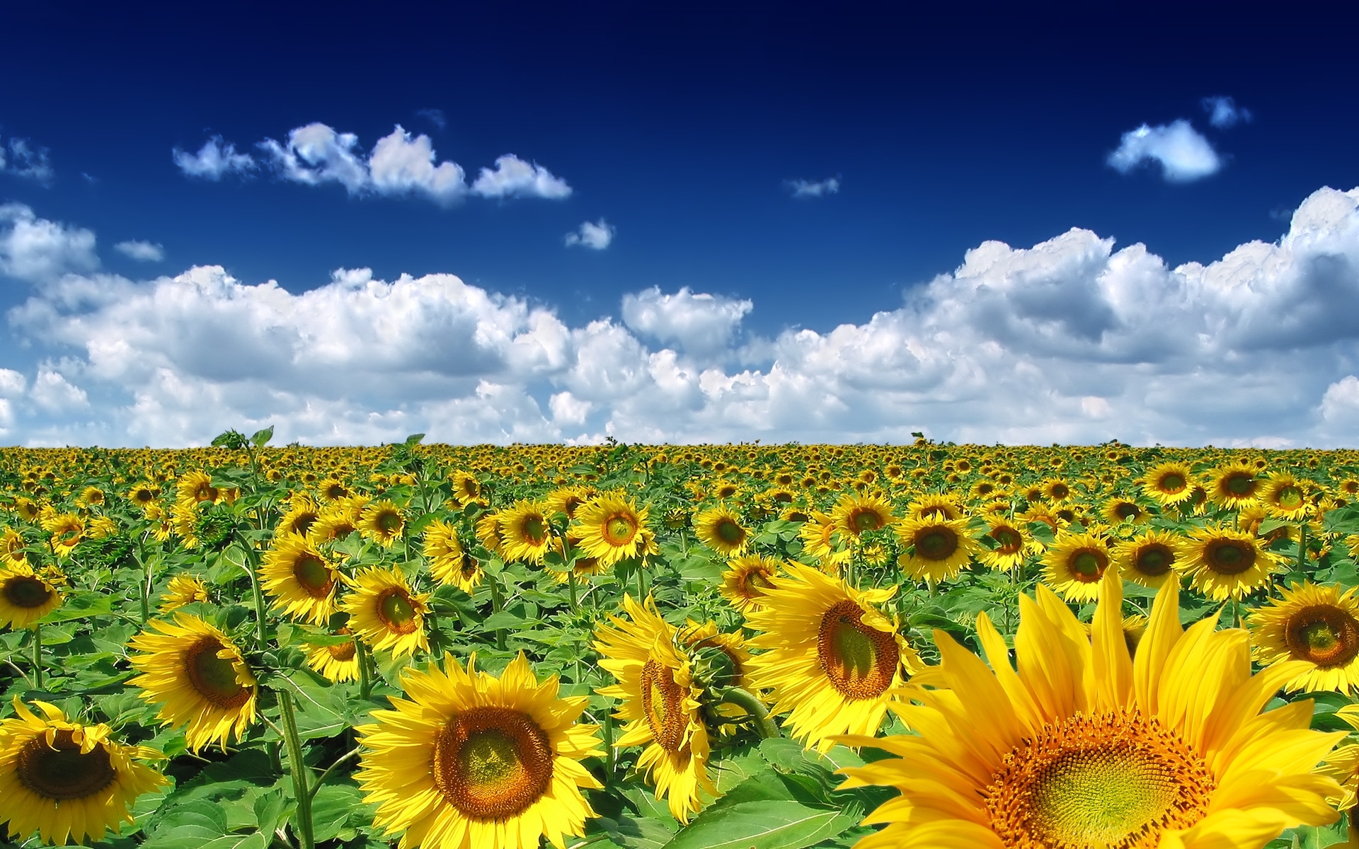 2515 завантажити картинку пейзаж, небо, соняшники, блакитний, рослини - шпалери і заставки безкоштовно