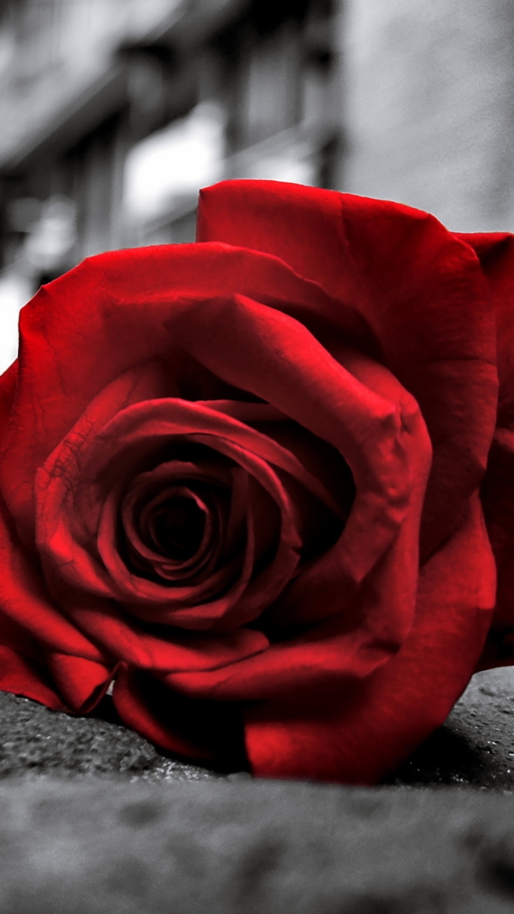 Скачать картинку Цветок, Дорога, Роза, Красная Роза, Красный Цветок, Земля/природа, Флауэрсы в телефон бесплатно.