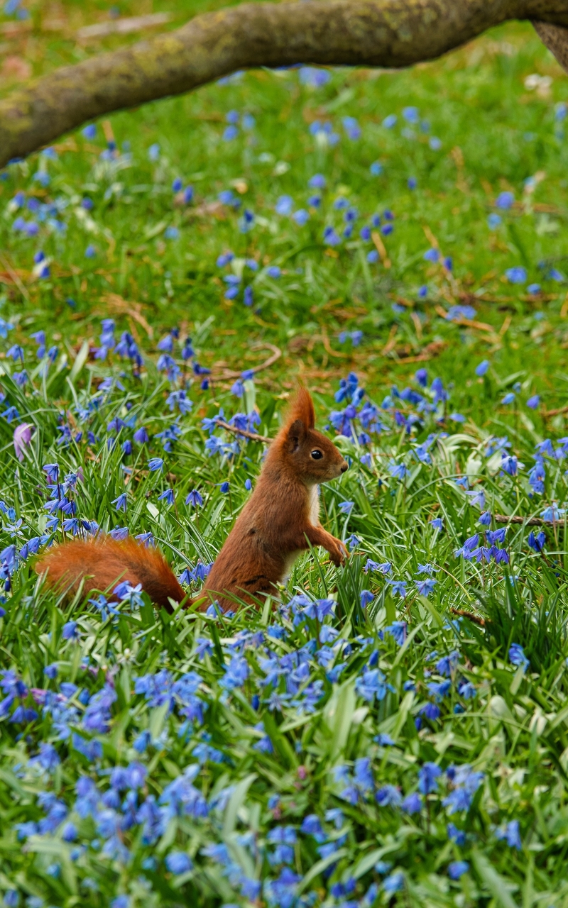 Download mobile wallpaper Squirrel, Flower, Animal, Rodent, Blue Flower for free.
