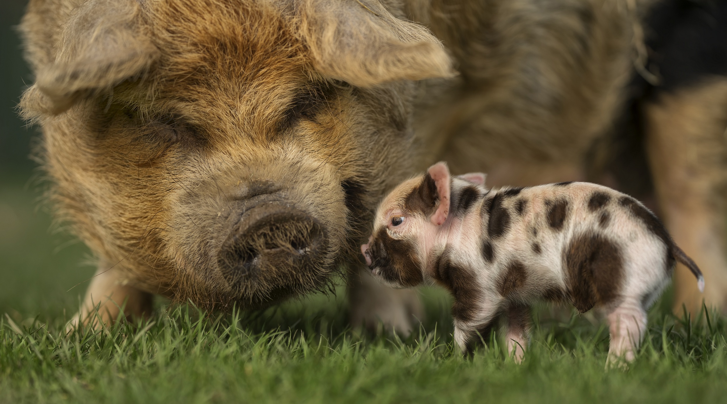 PCデスクトップに動物, 豚, 赤ちゃん動物画像を無料でダウンロード
