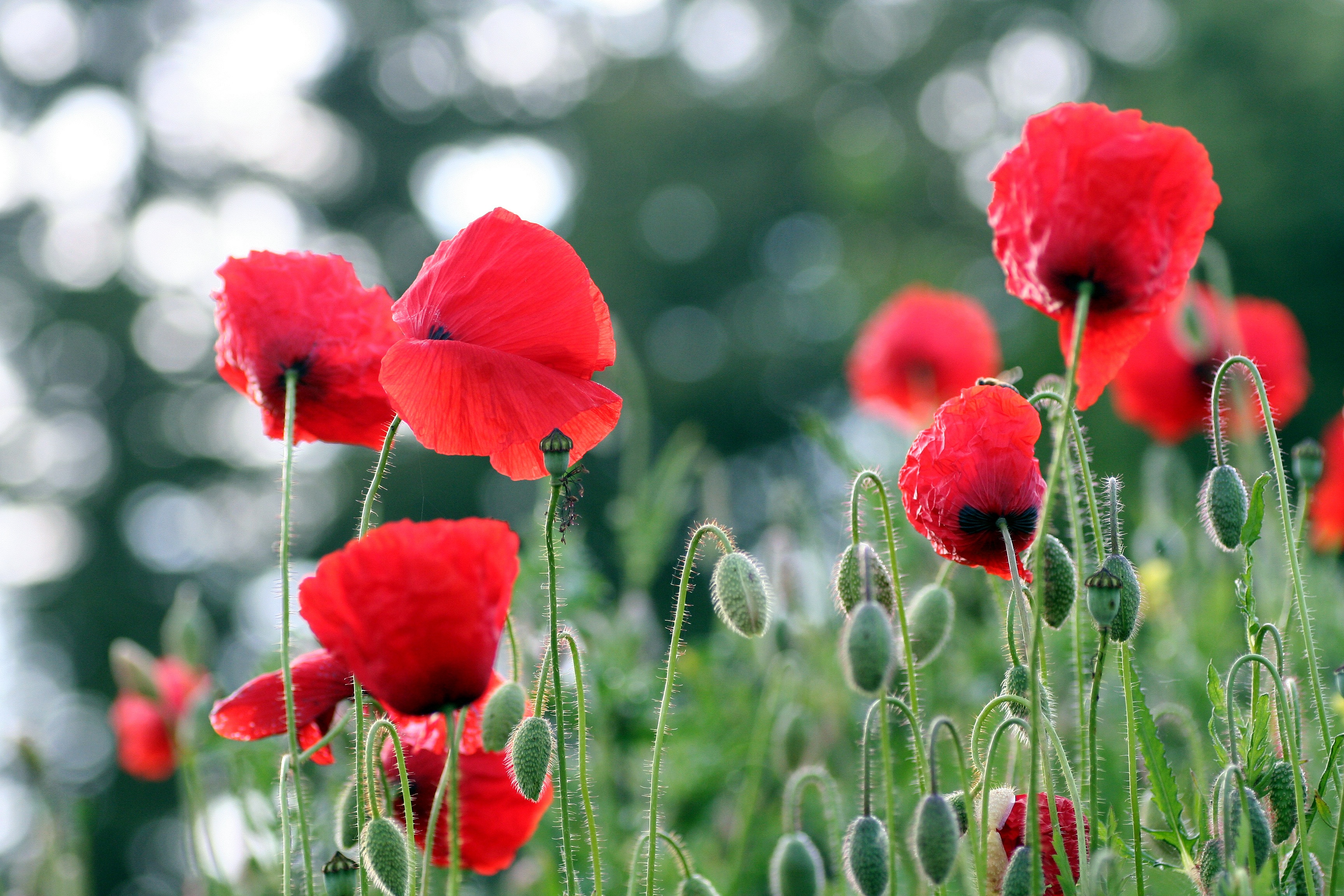 Download mobile wallpaper Flowers, Flower, Earth, Bokeh, Poppy, Red Flower for free.