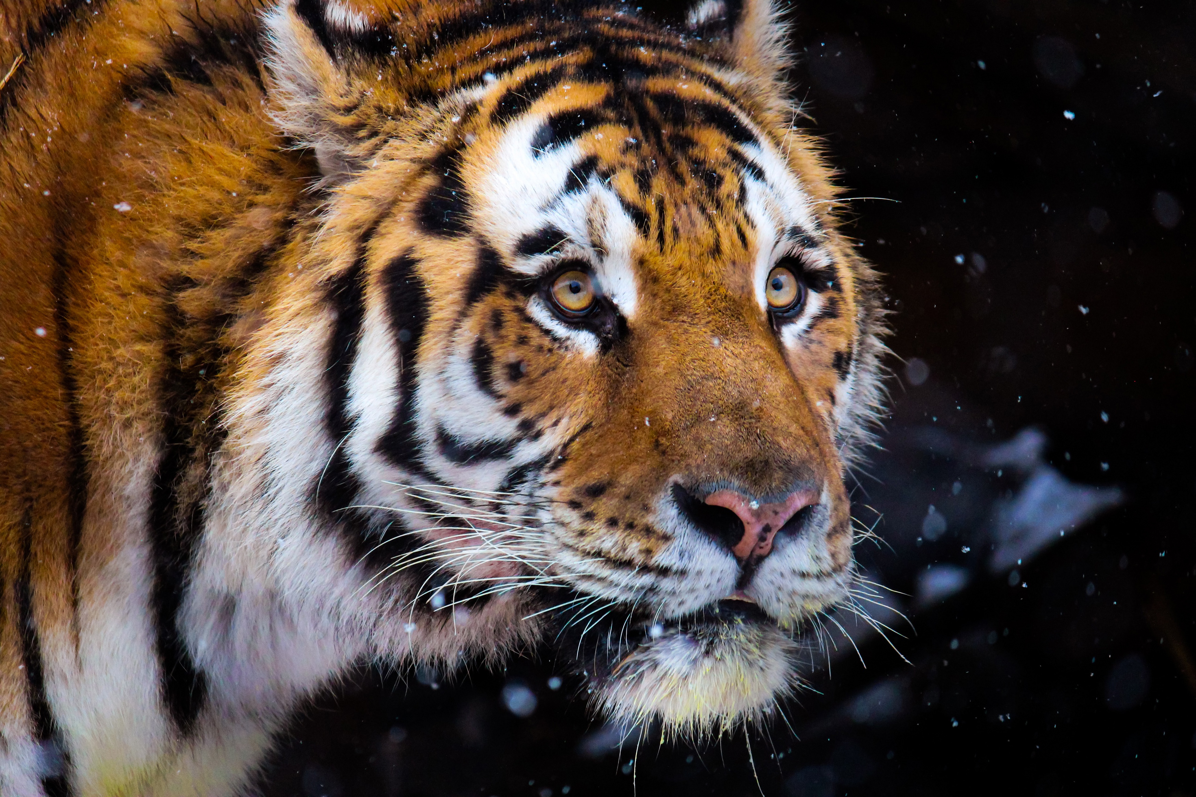 Baixar papel de parede para celular de Animais, Gatos, Tigre gratuito.