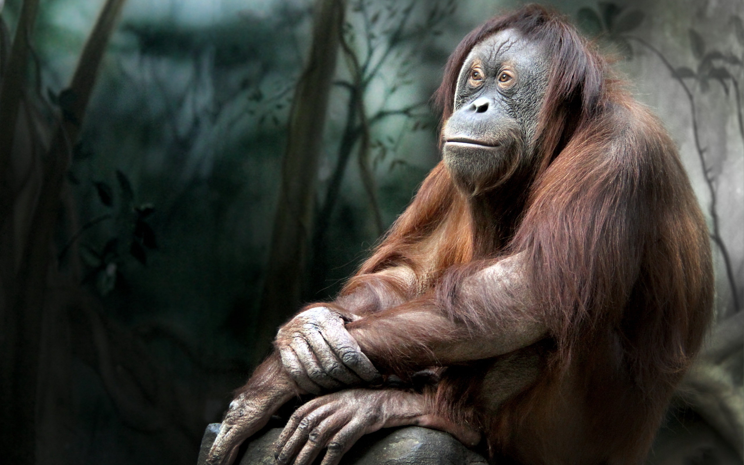Baixe gratuitamente a imagem Animais, Macacos, Orangotango na área de trabalho do seu PC