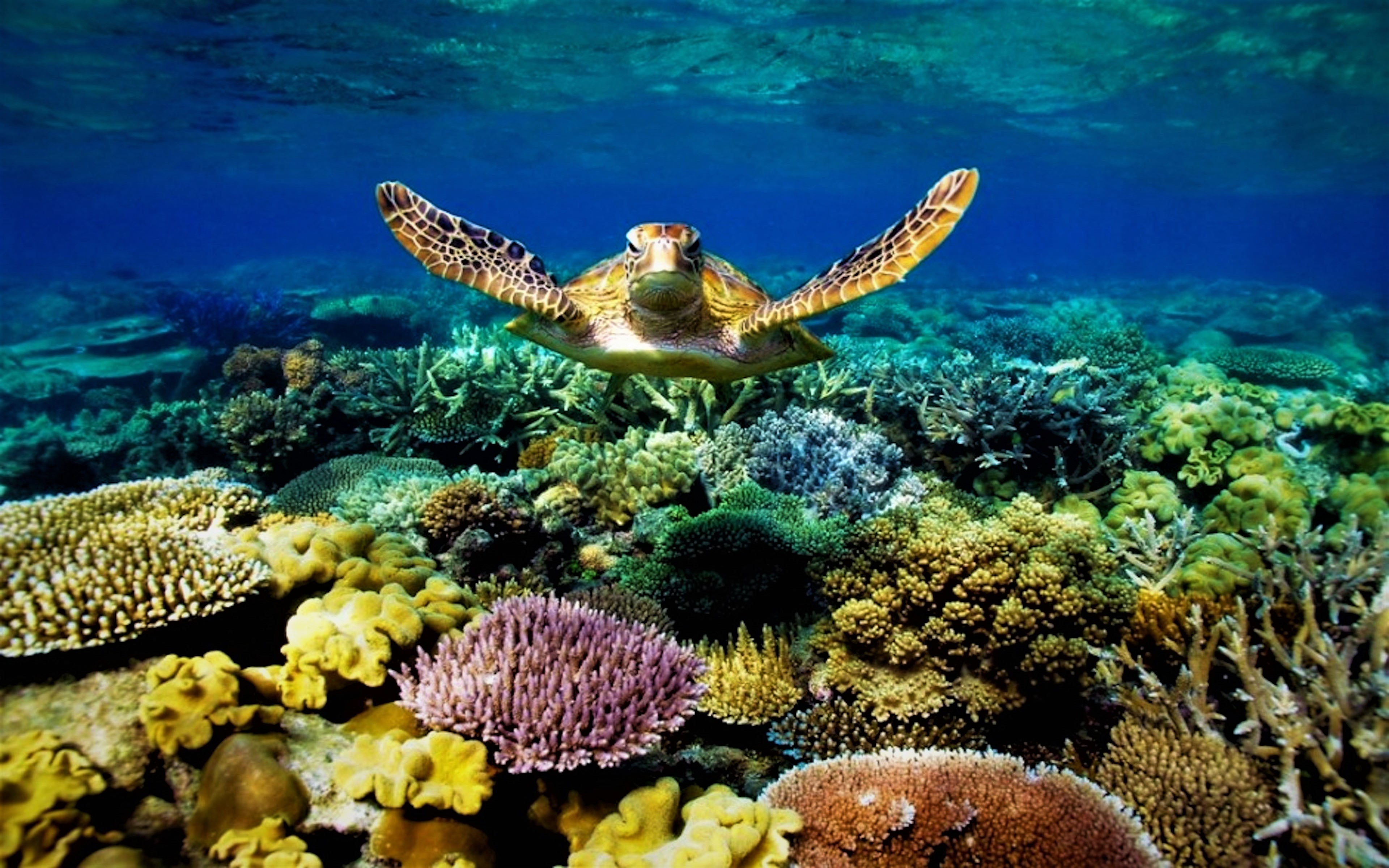 sea turtle, animal, underwater