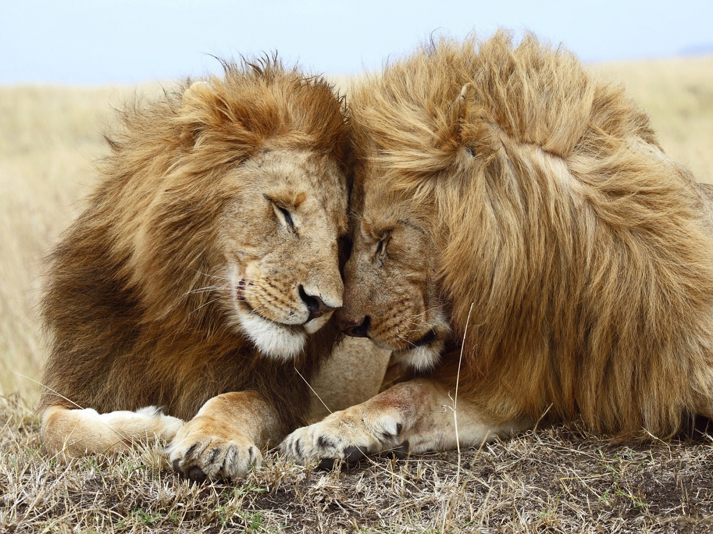 lions, animals phone background
