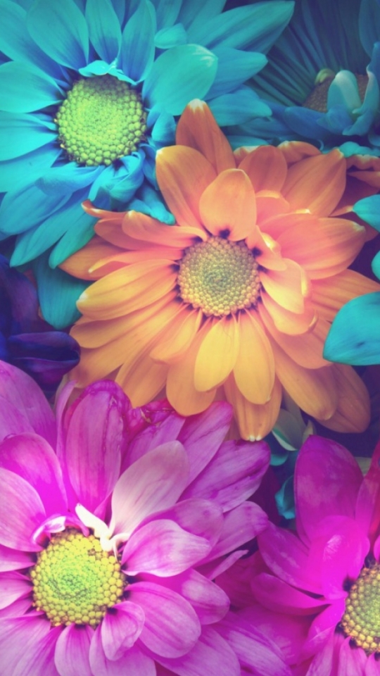 Download mobile wallpaper Flowers, Flower, Earth for free.