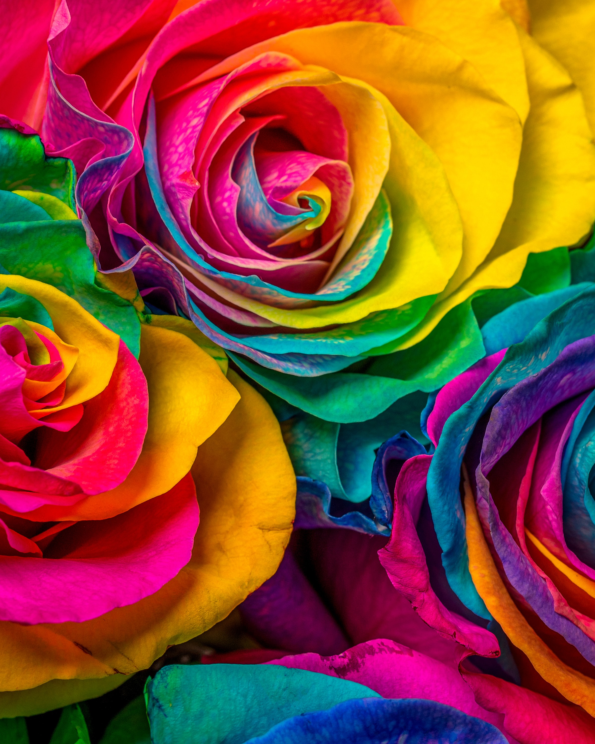 multicolored, rose flower, petals, flowers, motley, rose