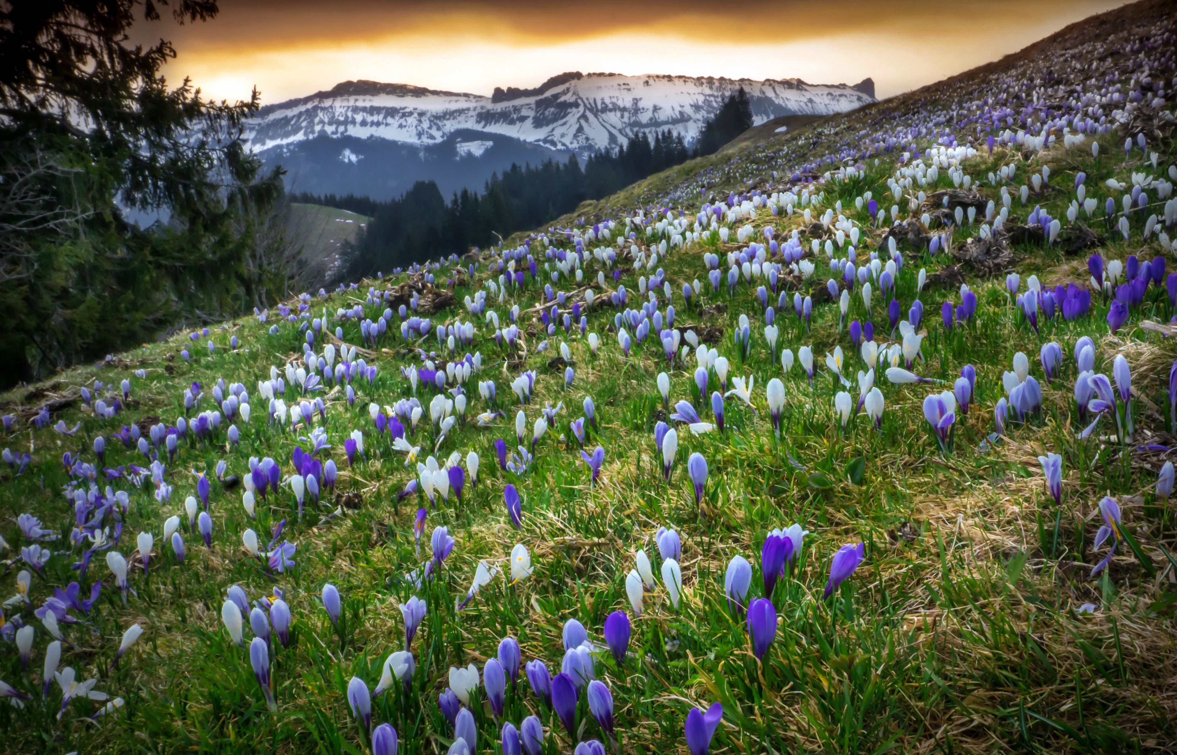 Baixe gratuitamente a imagem Flores, Montanha, Flor, Alpes, Açafrão, Terra/natureza na área de trabalho do seu PC