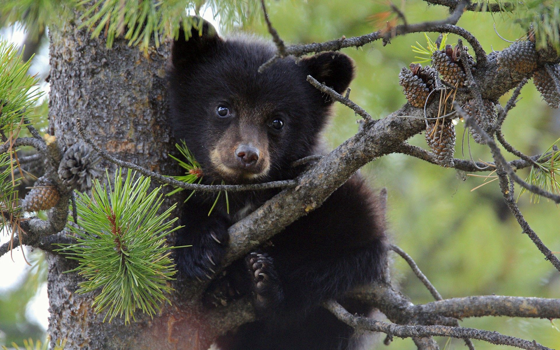 animals, wood, young, tree, branches, bear, spruce, fir, joey HD wallpaper