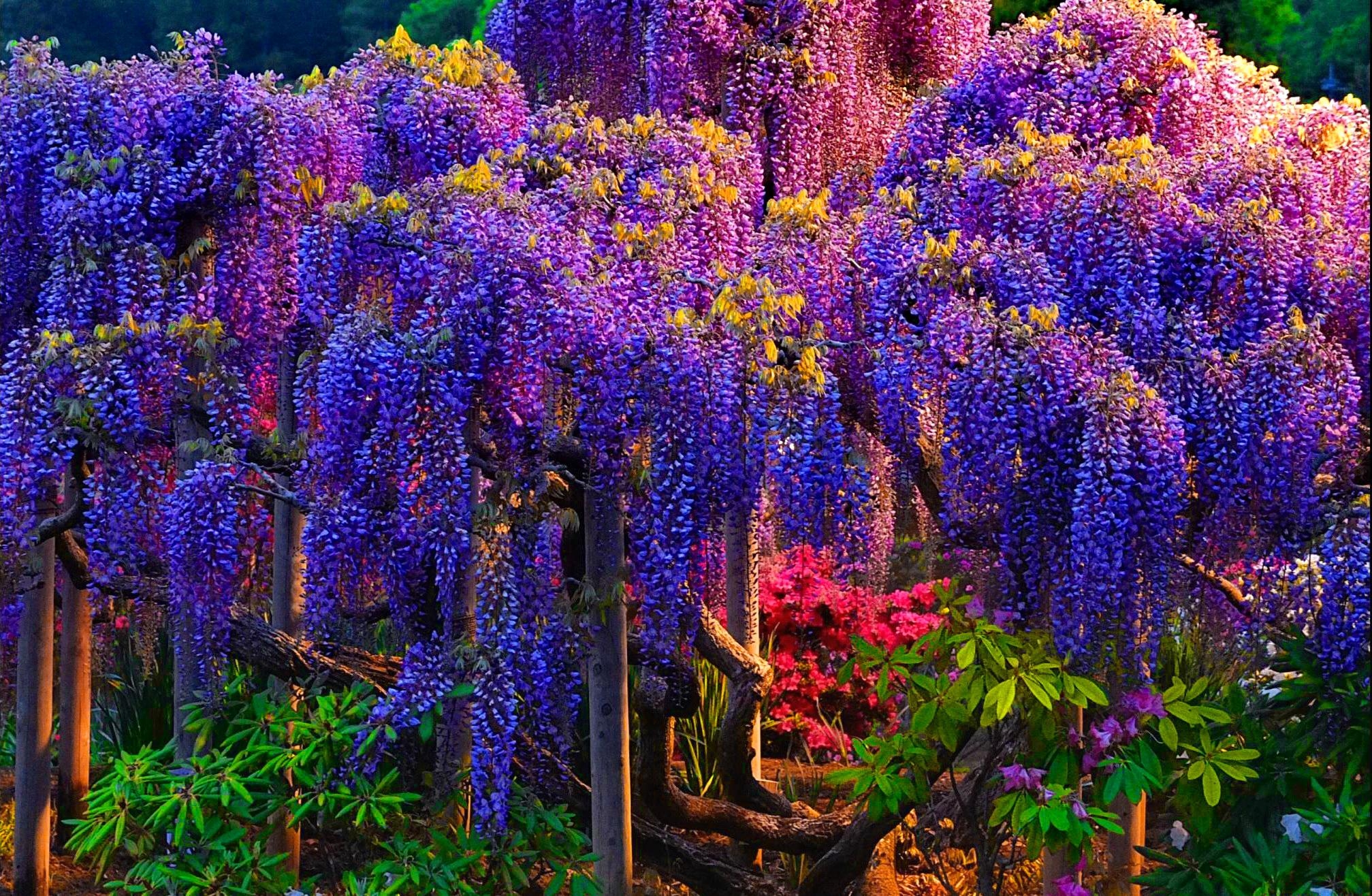 Download mobile wallpaper Earth, Wisteria, Blue Flower for free.