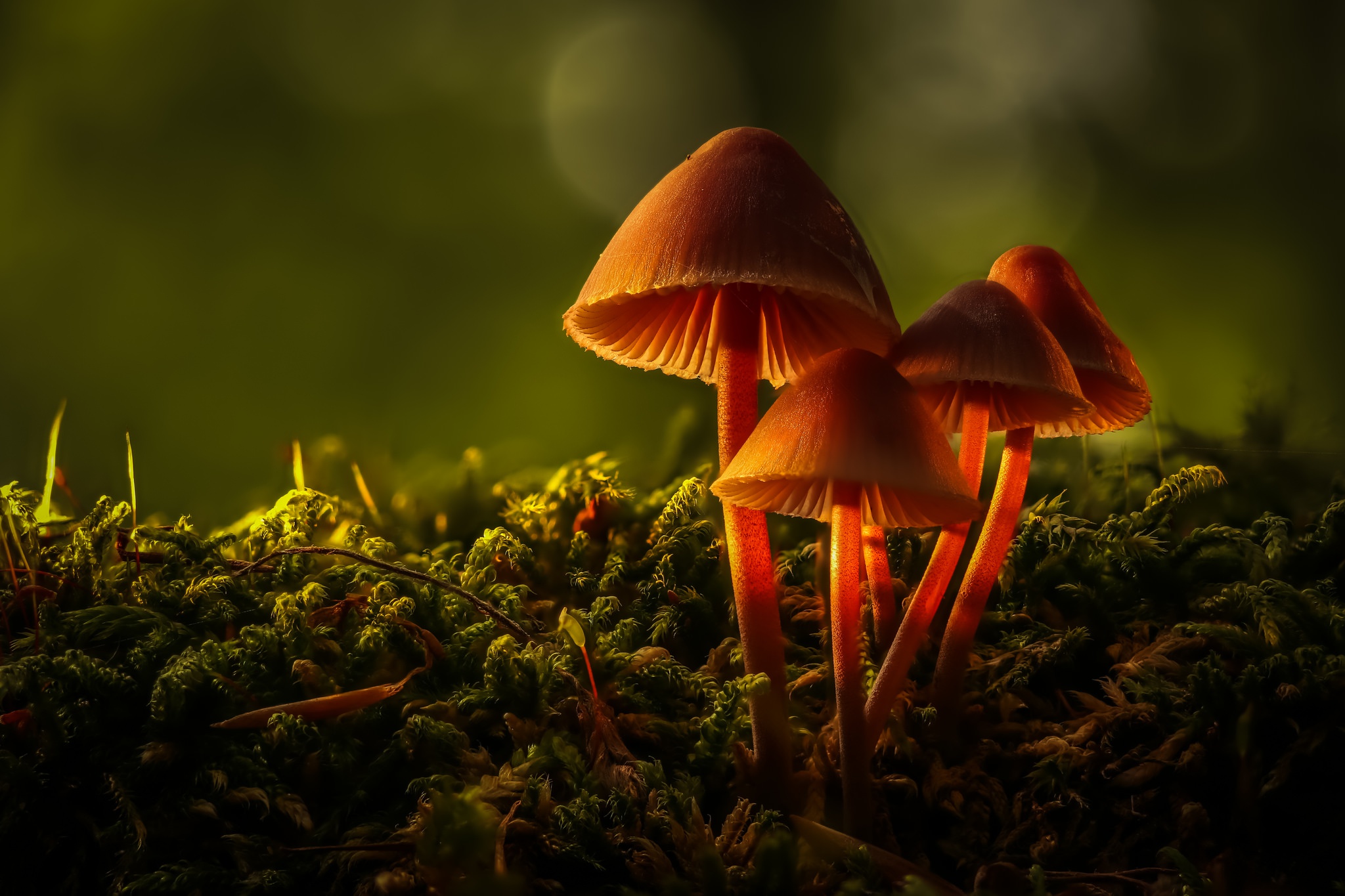 Free download wallpaper Nature, Macro, Fall, Earth, Mushroom on your PC desktop