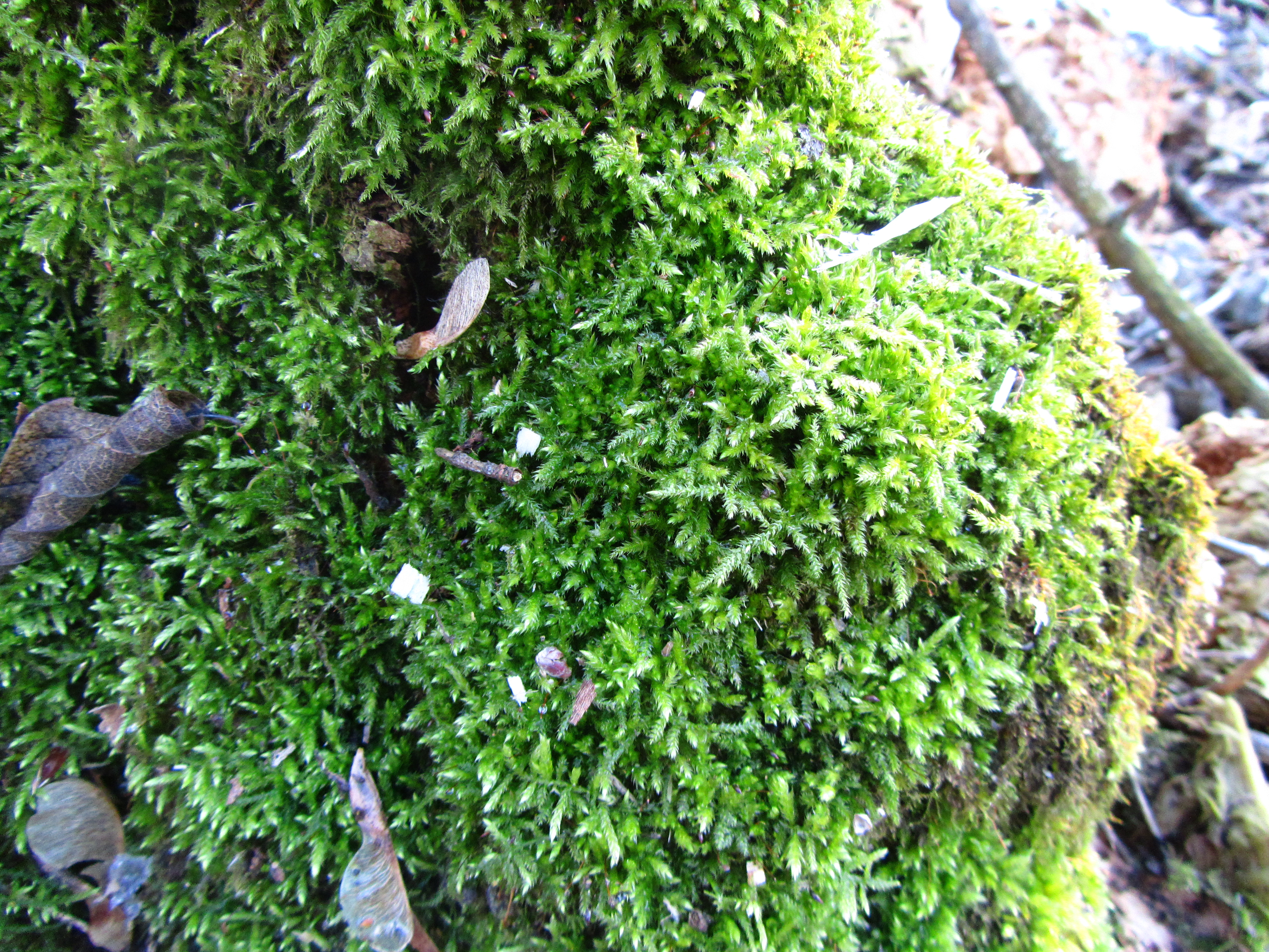 Free download wallpaper Earth, Moss on your PC desktop