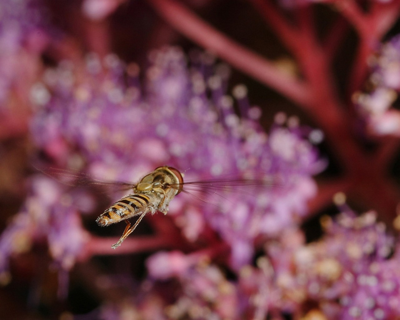 Descarga gratuita de fondo de pantalla para móvil de Animales, Insecto.