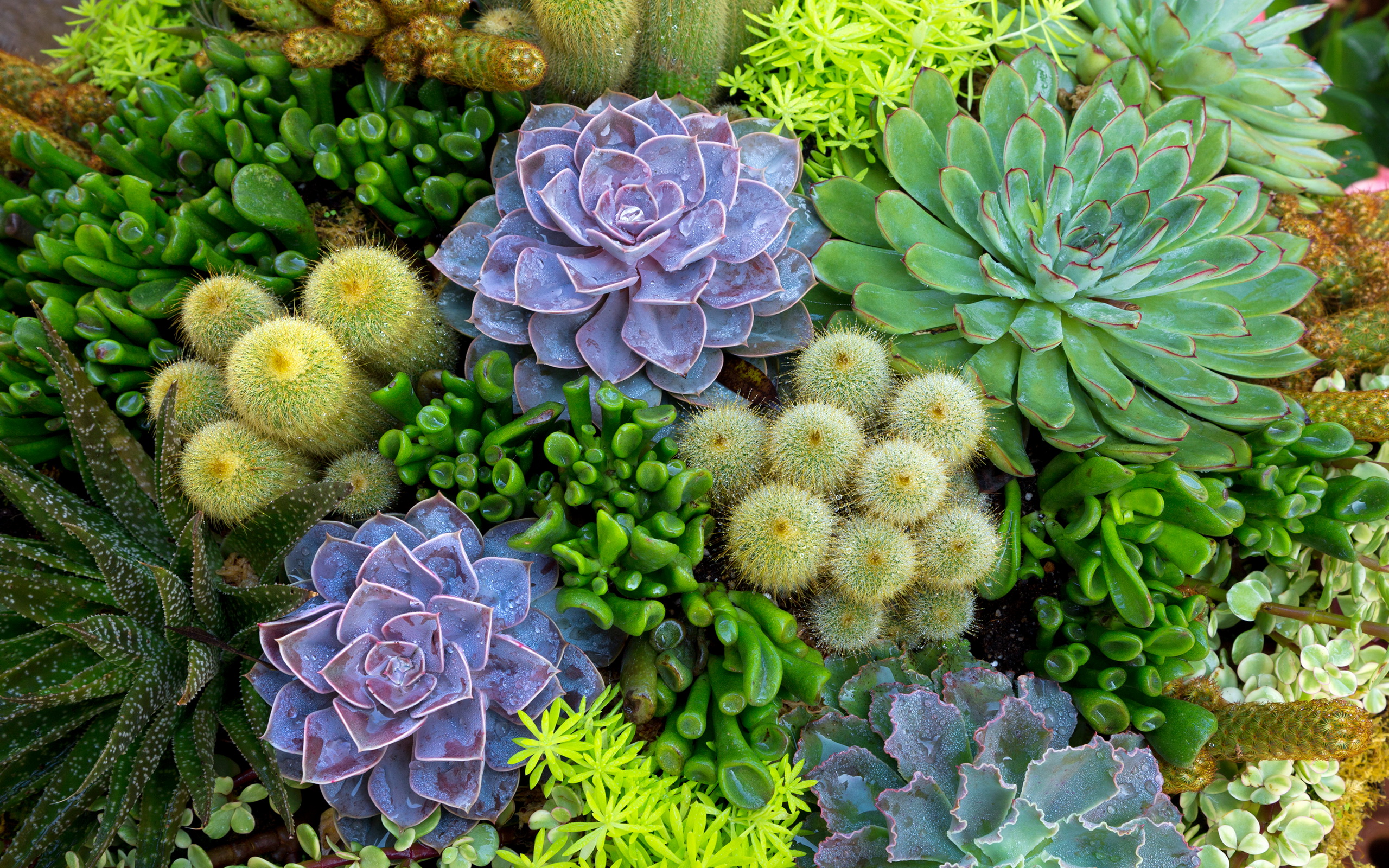 Descarga gratis la imagen Cactus, Tierra/naturaleza en el escritorio de tu PC