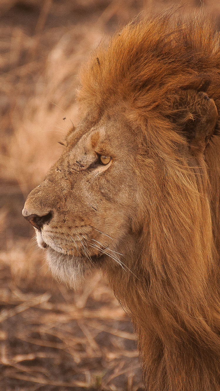 Téléchargez des papiers peints mobile Animaux, Chats, Lion gratuitement.