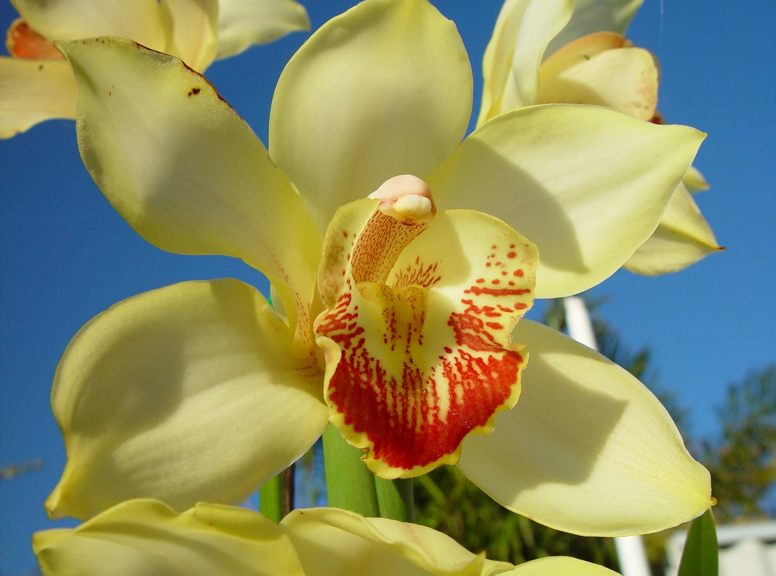 Laden Sie das Sky, Hell, Orchidee, Orchid, Nahaufnahme, Nahansicht, Blume, Blumen-Bild kostenlos auf Ihren PC-Desktop herunter