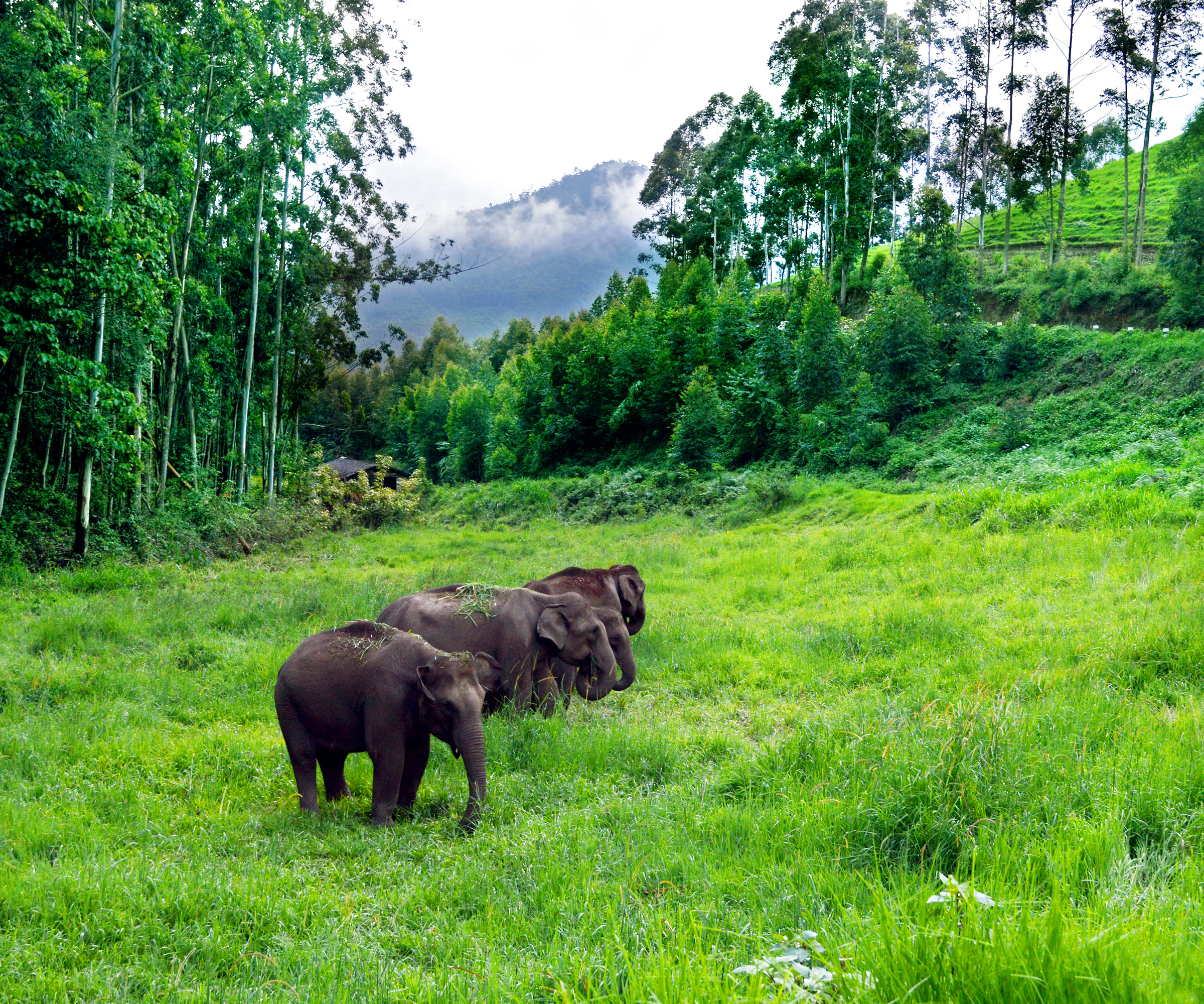 306317 Bild herunterladen tiere, asiatischer elefant, elefanten - Hintergrundbilder und Bildschirmschoner kostenlos