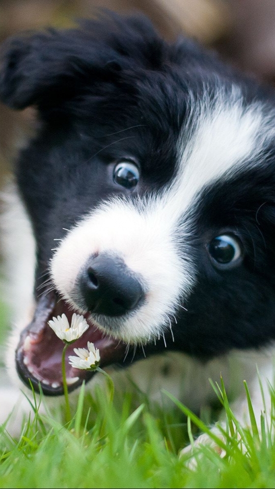 Download mobile wallpaper Dogs, Dog, Animal, Puppy, Border Collie for free.