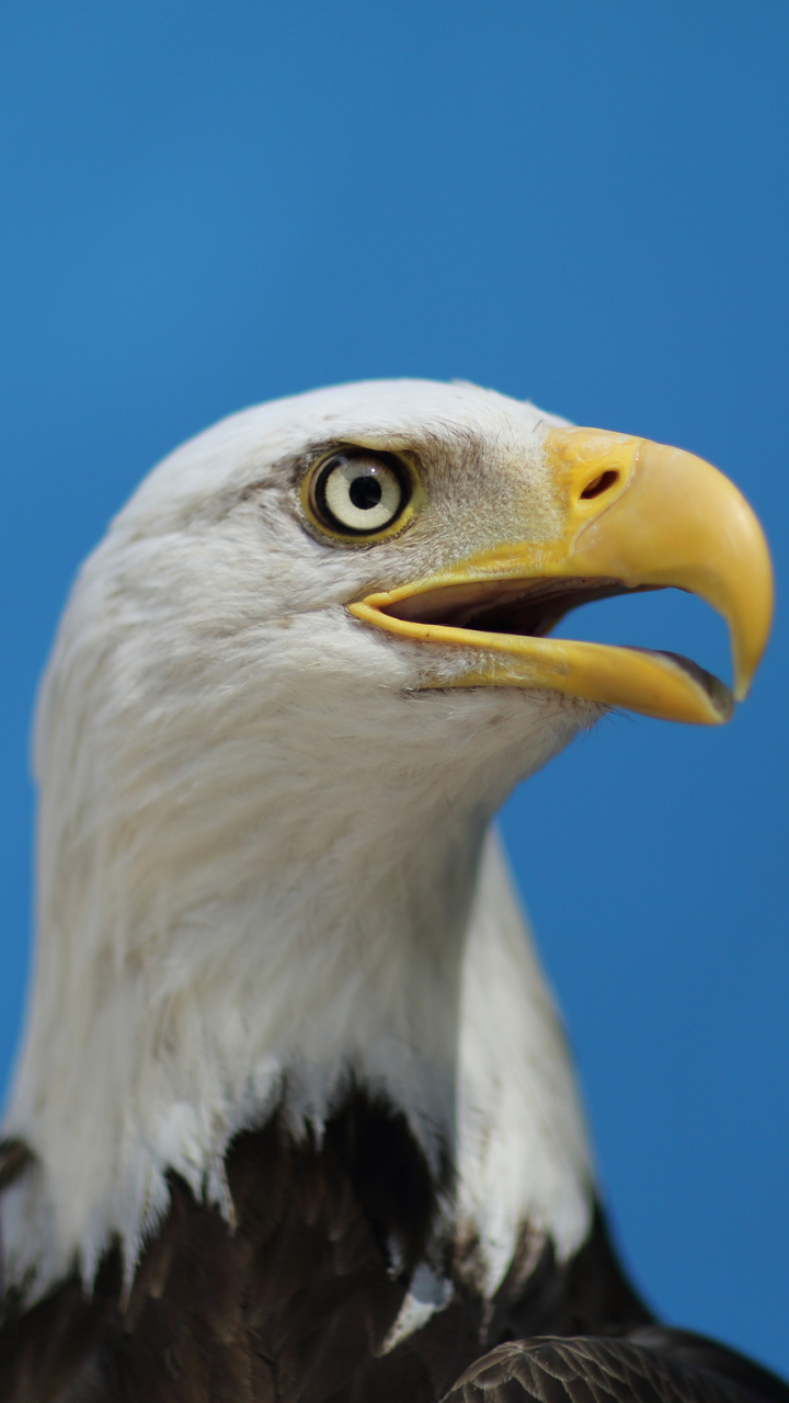 Baixar papel de parede para celular de Animais, Aves, Águia gratuito.