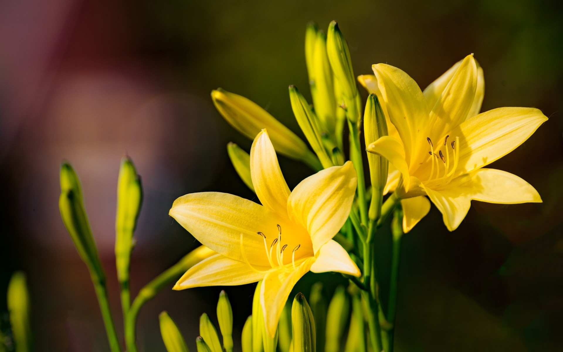 Free download wallpaper Flowers, Flower, Earth, Lily, Yellow Flower on your PC desktop