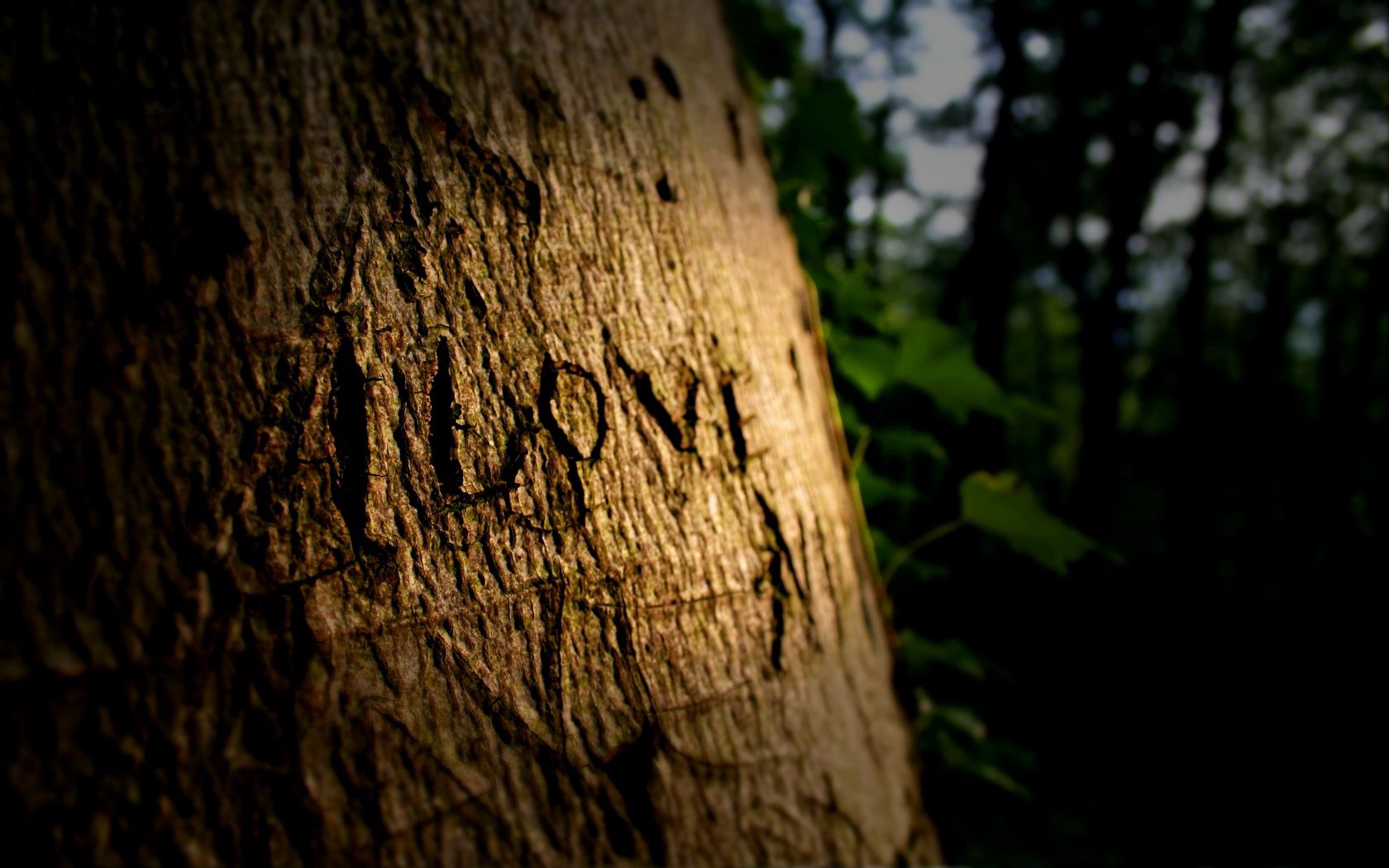 Download mobile wallpaper Tree, Wood, Inscription, Wooden, Love for free.