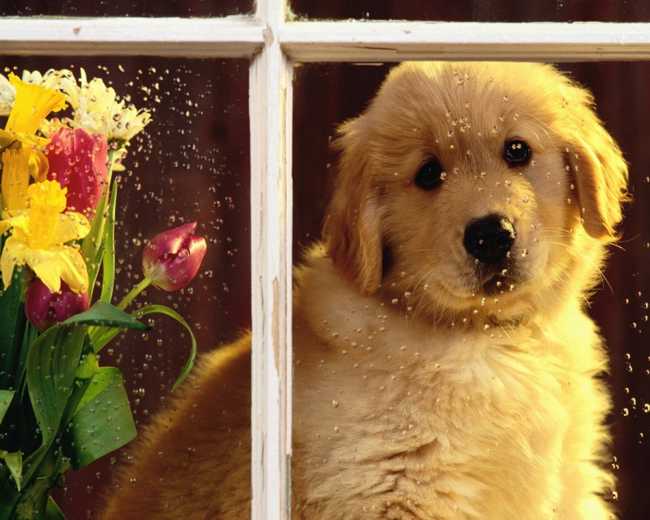 Téléchargez gratuitement l'image Animaux, Chien sur le bureau de votre PC