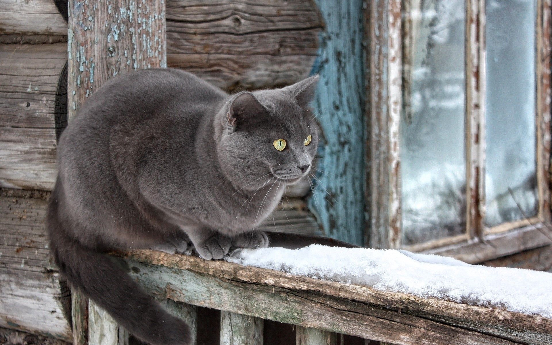100197 скачать обои кот, животные, снег, сидеть, подоконник, ожидание - заставки и картинки бесплатно