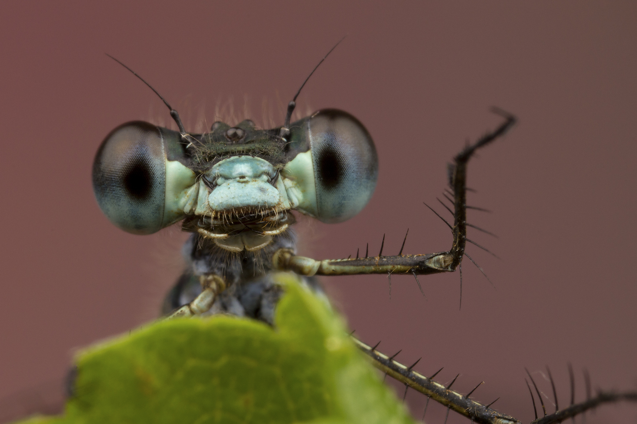Descarga gratis la imagen Animales, Insecto en el escritorio de tu PC