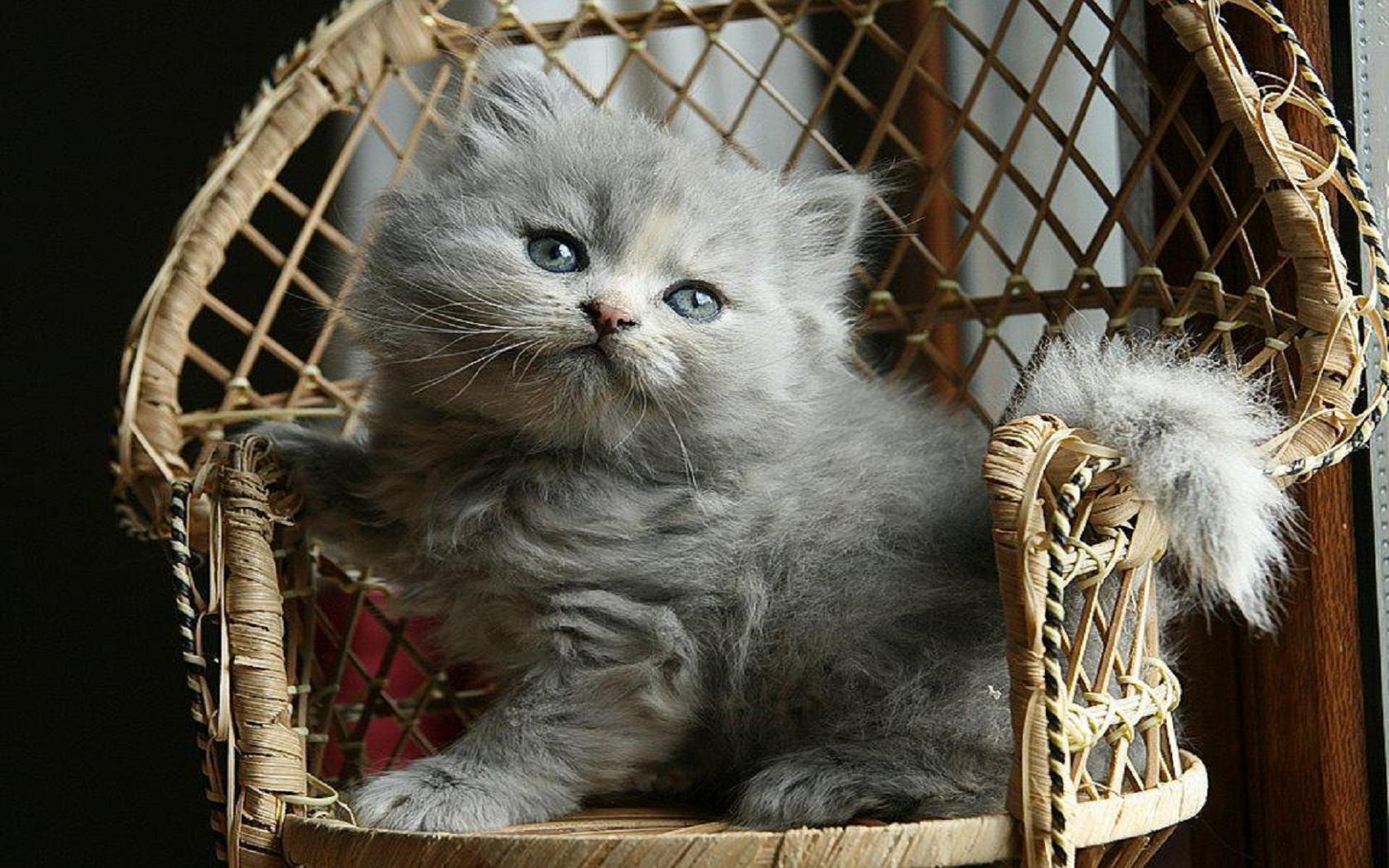Free download wallpaper Cats, Cat, Chair, Kitten, Animal on your PC desktop