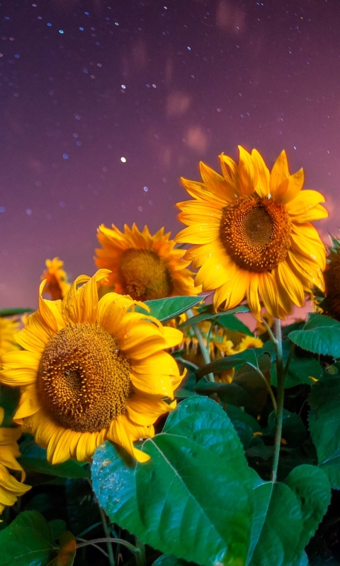 Descarga gratuita de fondo de pantalla para móvil de Flores, Cielo, Verano, Flor, Cielo Estrellado, Girasol, Flor Amarilla, Tierra/naturaleza, El Verano.