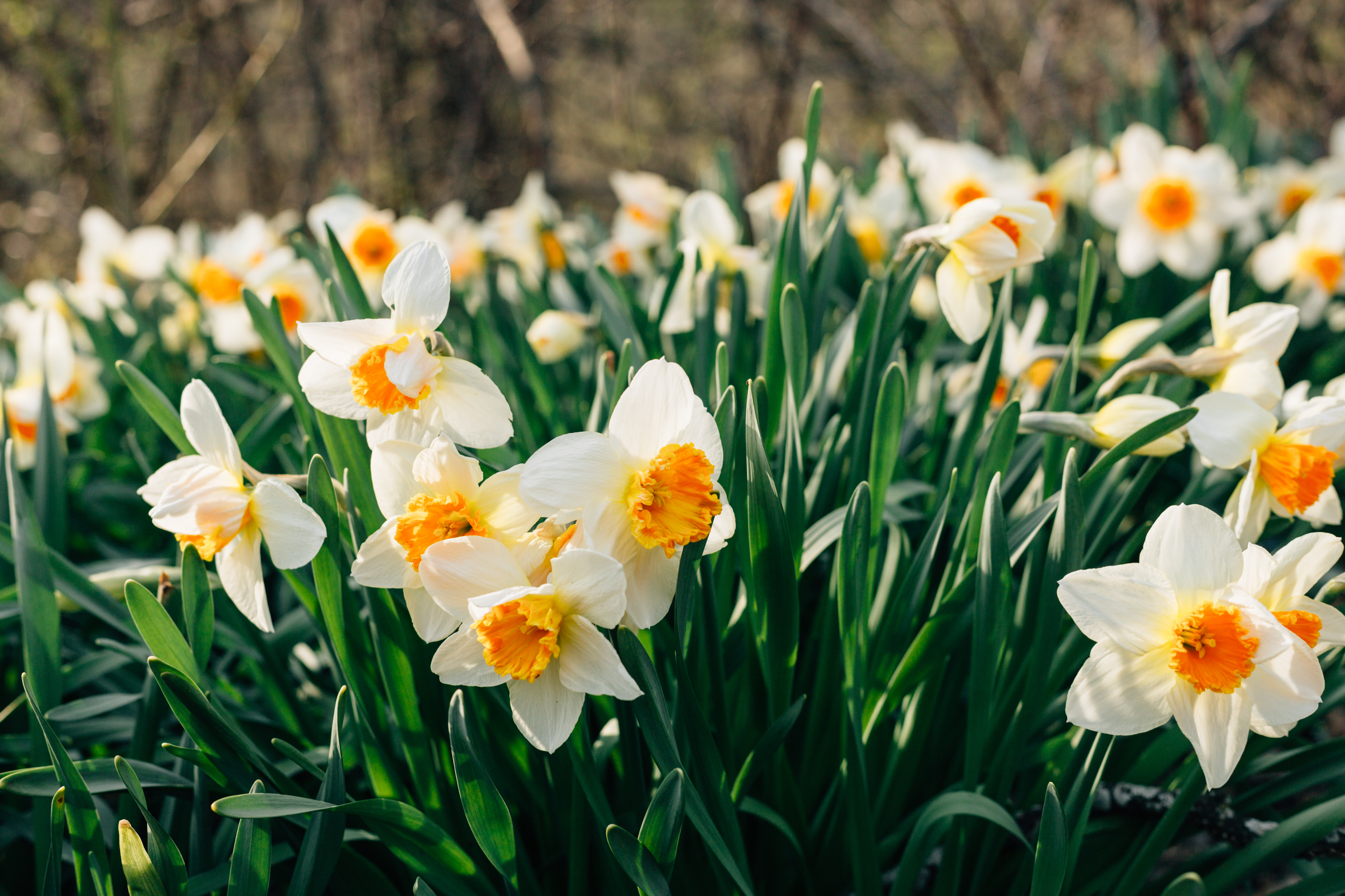 Wallpaper Full HD flowers, narcissussi, flower bed, flowerbed