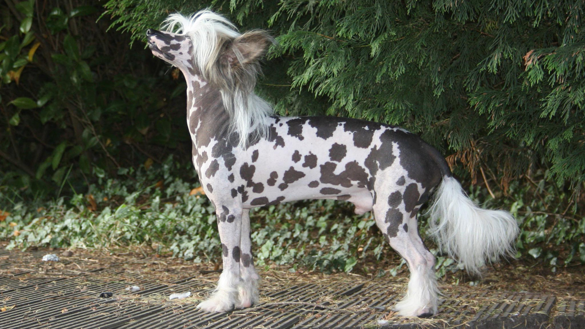 animal, chinese crested dog, dogs