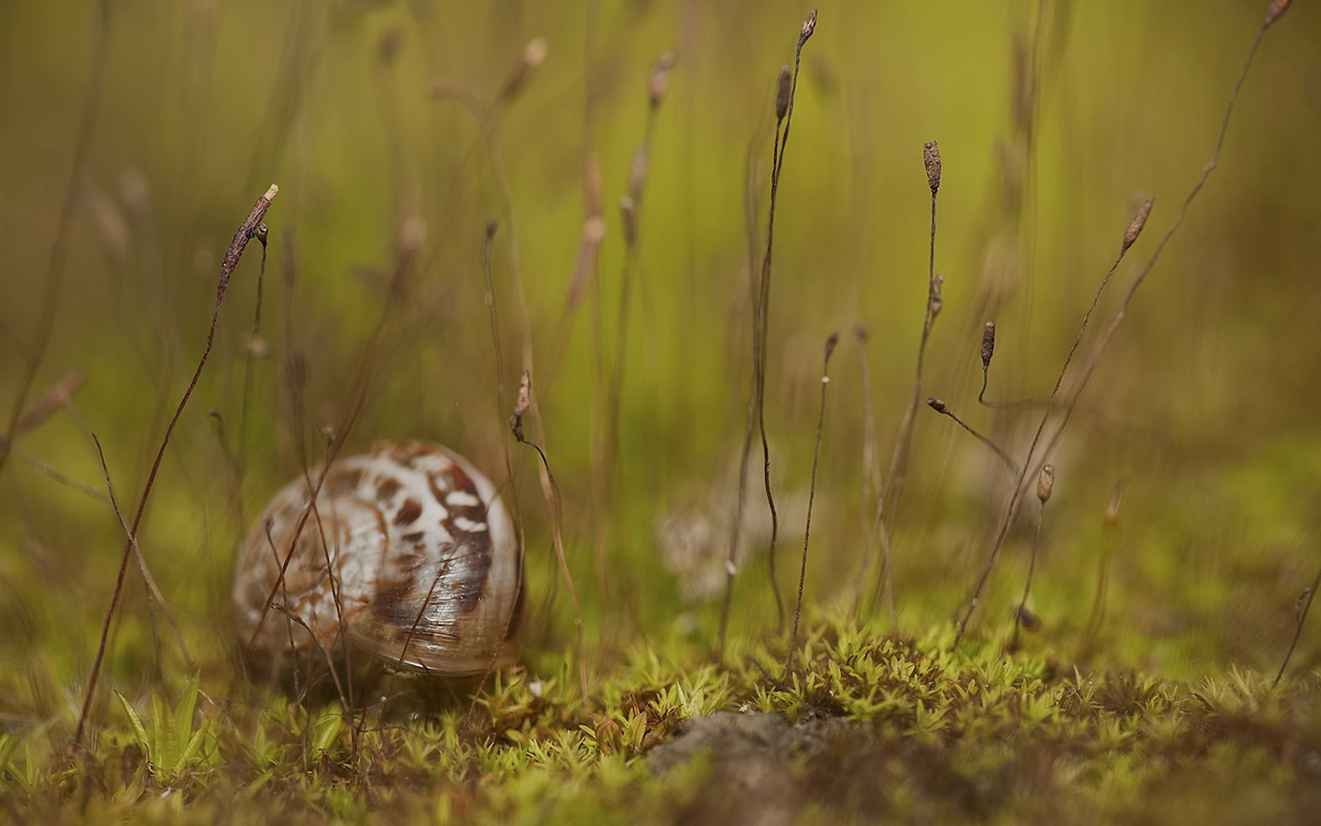 Download mobile wallpaper Grass, Carapace, Snail, Shell, Animals for free.