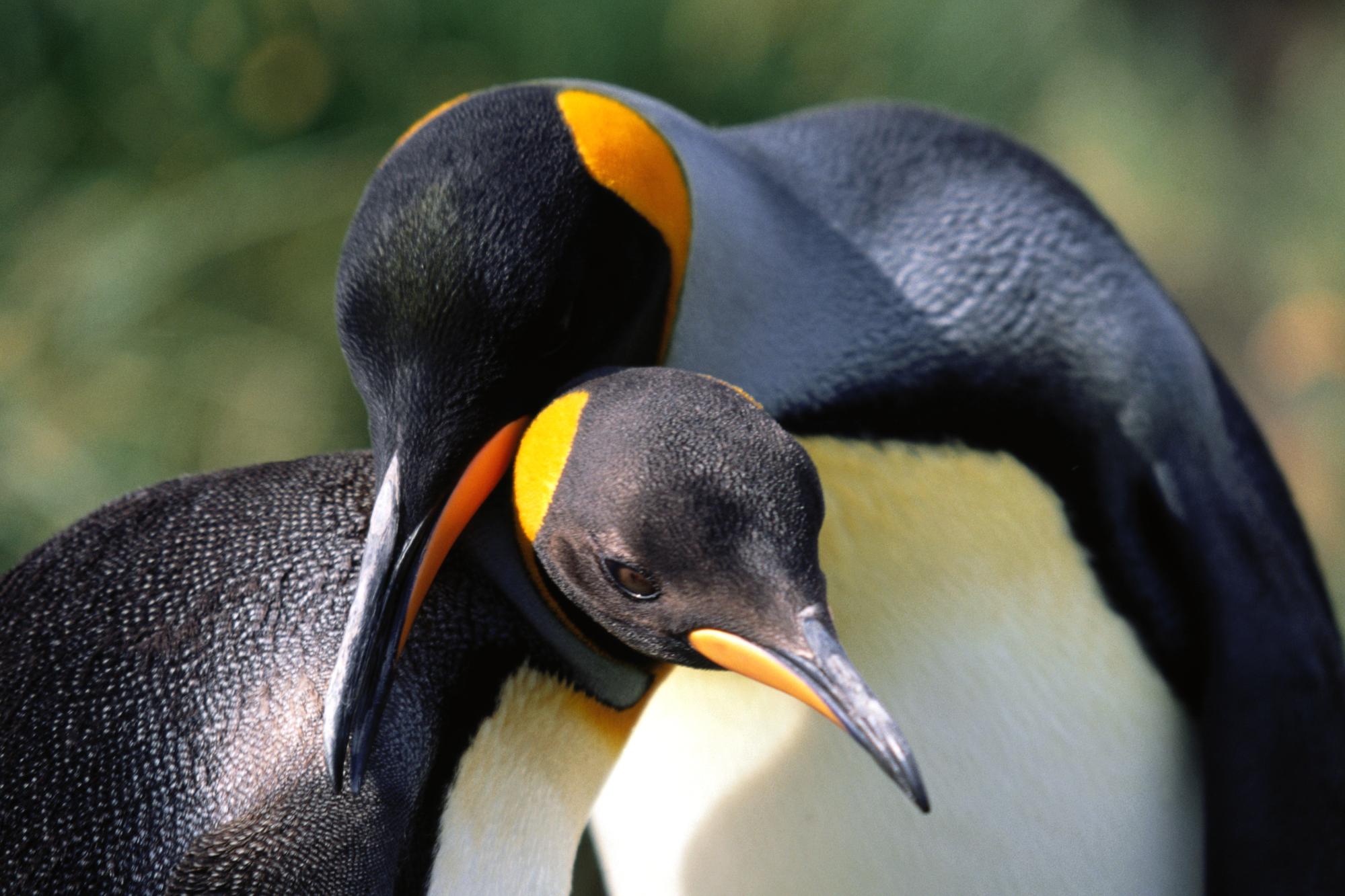 Download mobile wallpaper Penguin, Birds, Animal for free.