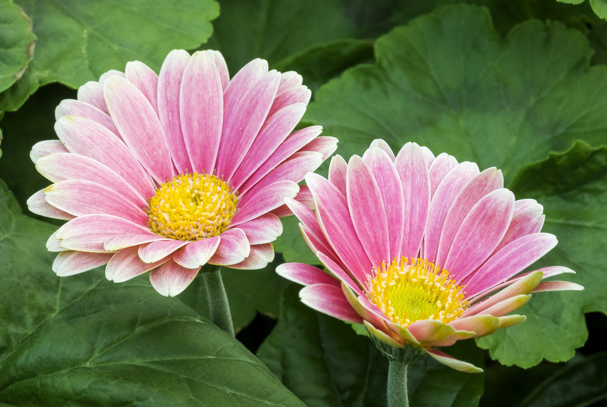 Free download wallpaper Nature, Flowers, Flower, Close Up, Earth, Pink Flower on your PC desktop